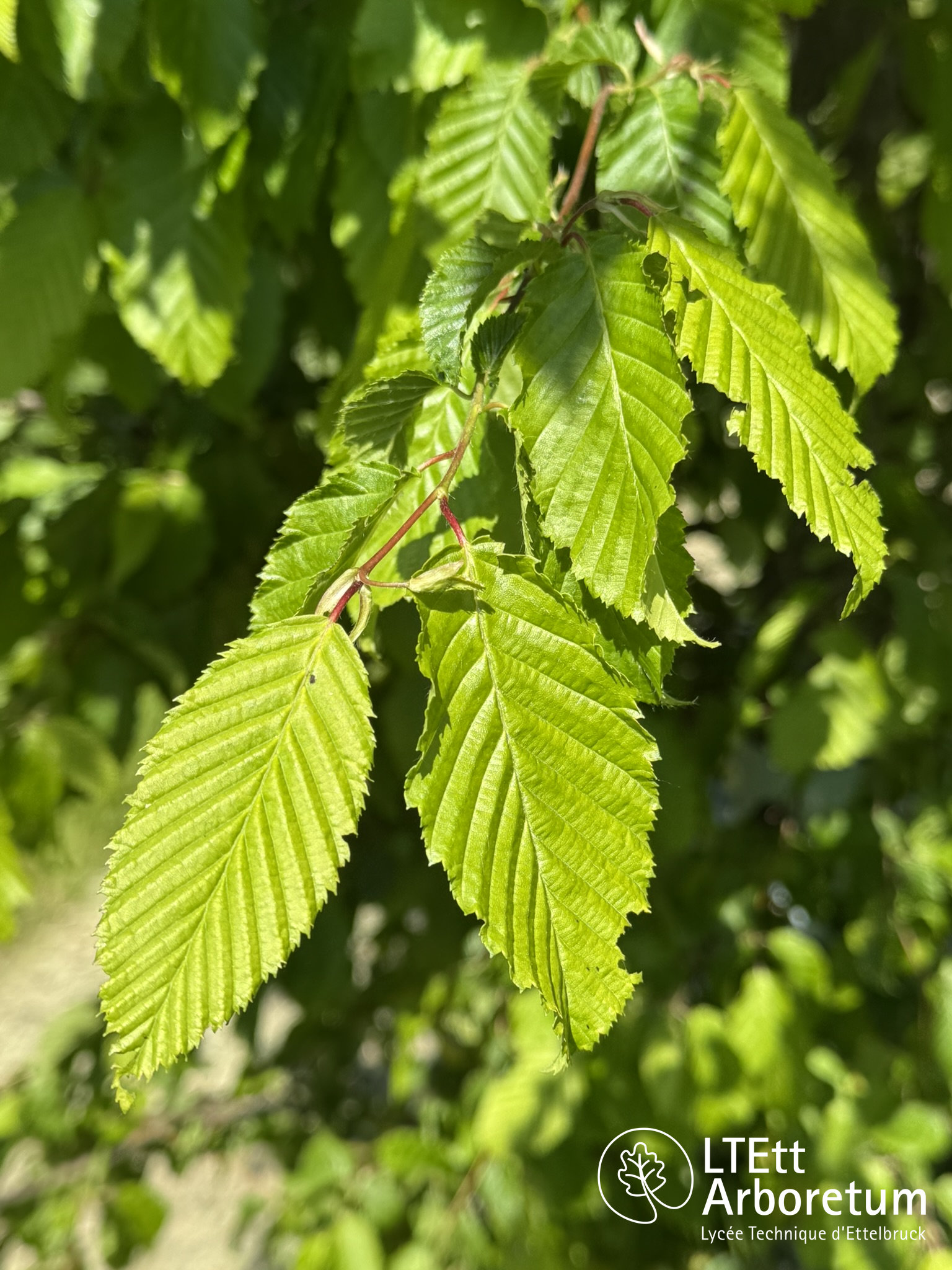 Carpinus betulus 250513 (2)_watermarked