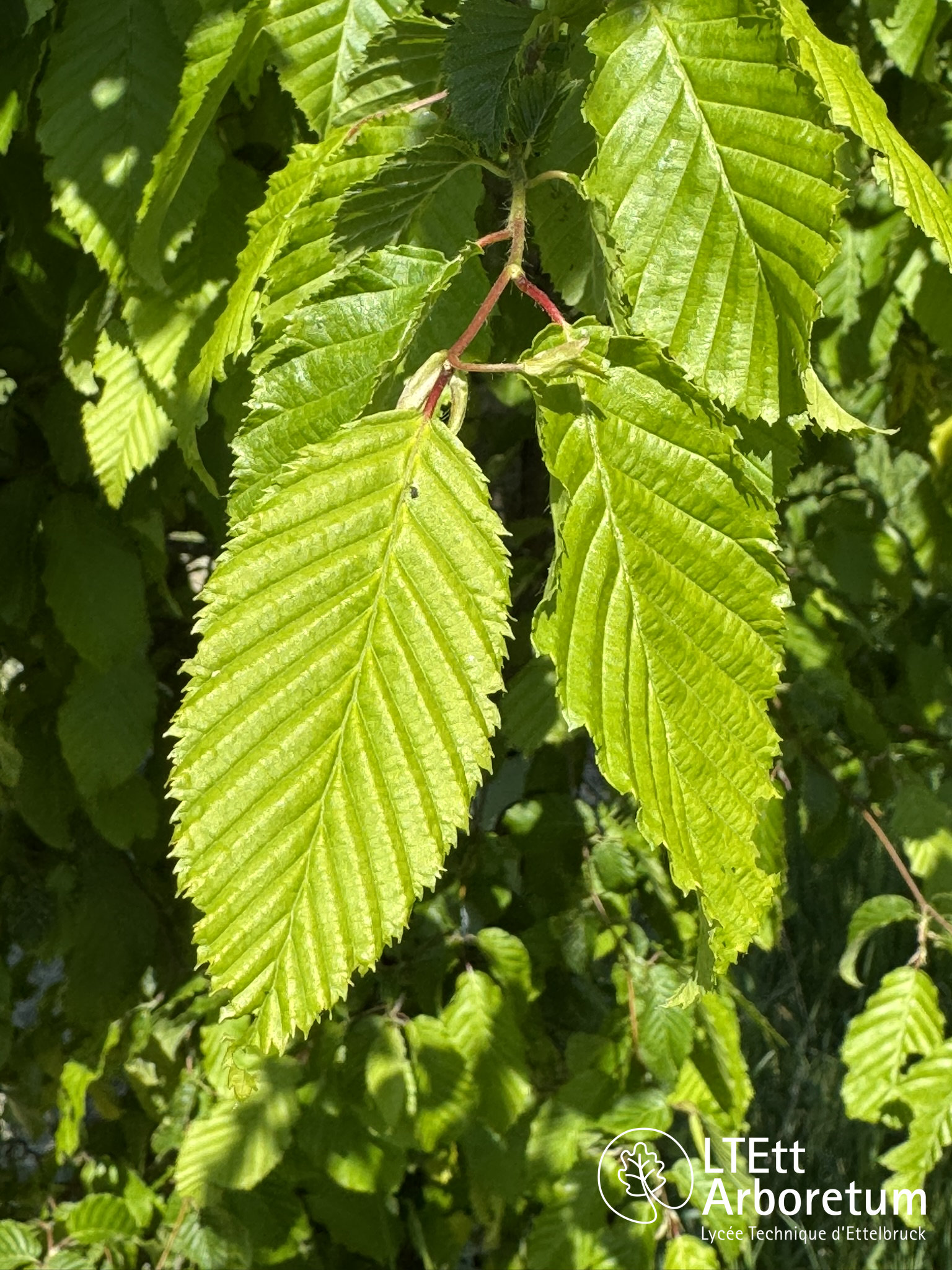 Carpinus betulus 250513 (3)_watermarked