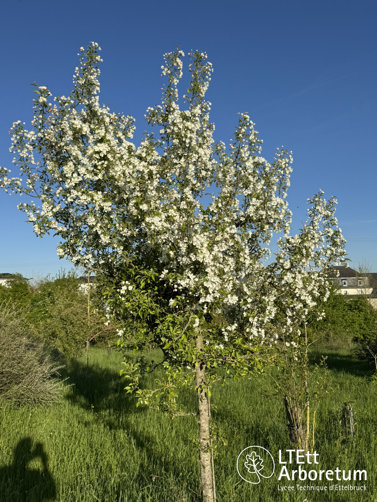 Malus baccata 250505 (1)_watermarked