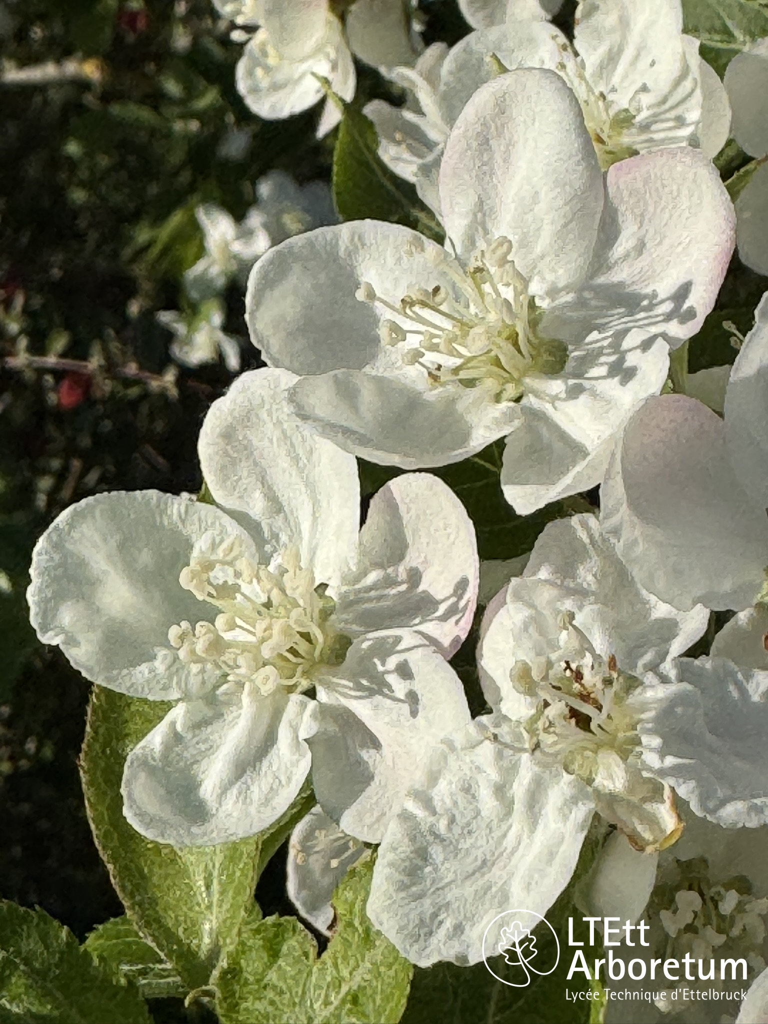 Malus baccata 250505 (2)_watermarked