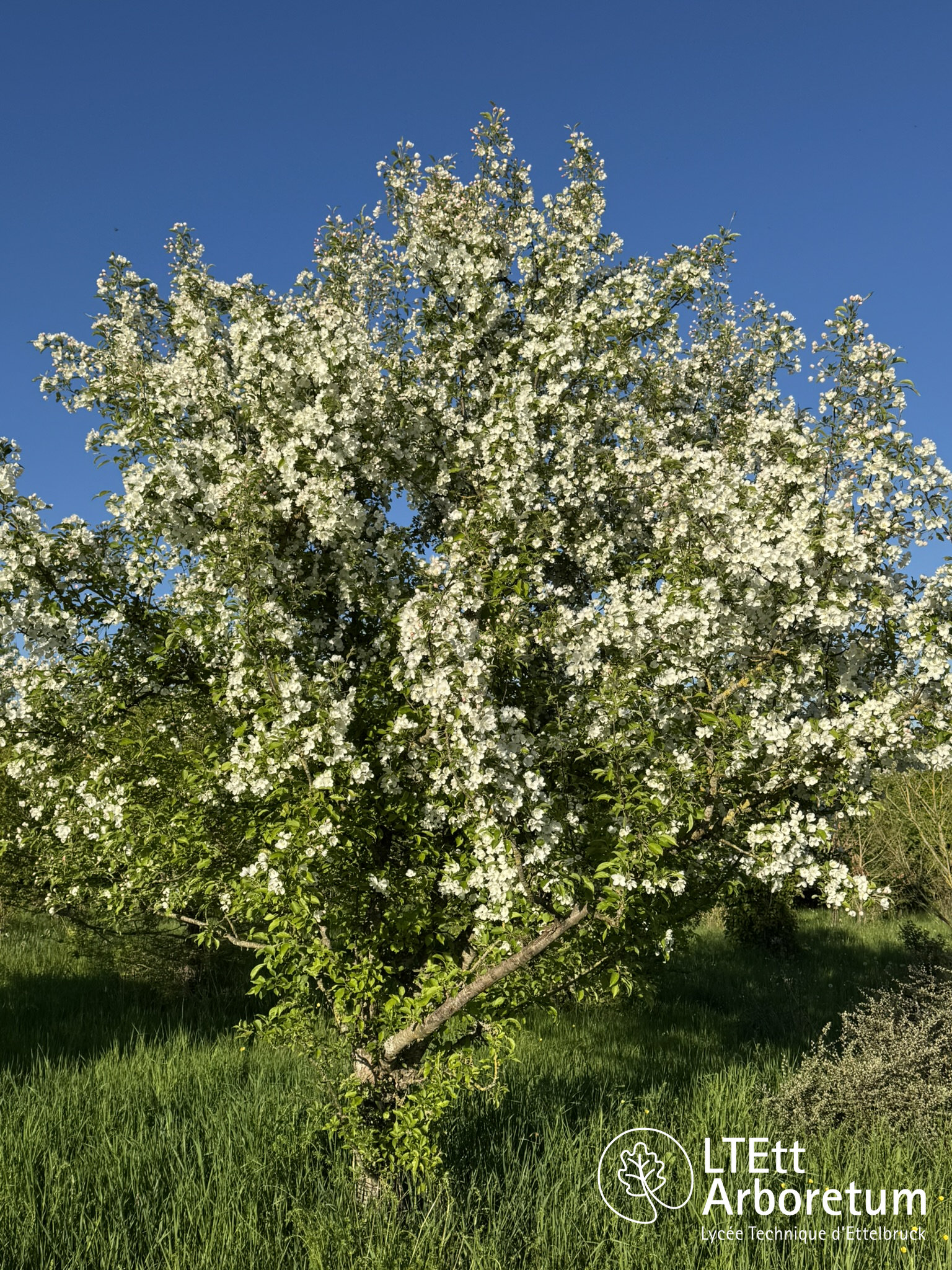 Malus baccata 250505 (4)_watermarked