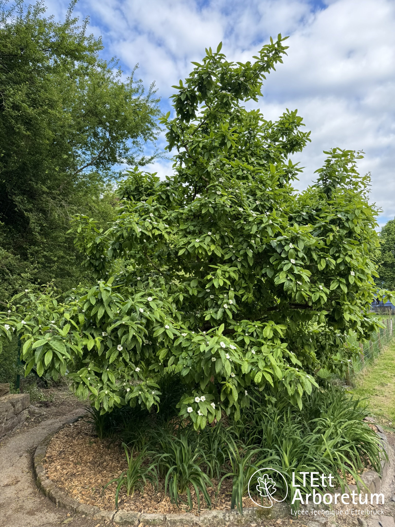 Mespilus germanica 250505 (2)_watermarked
