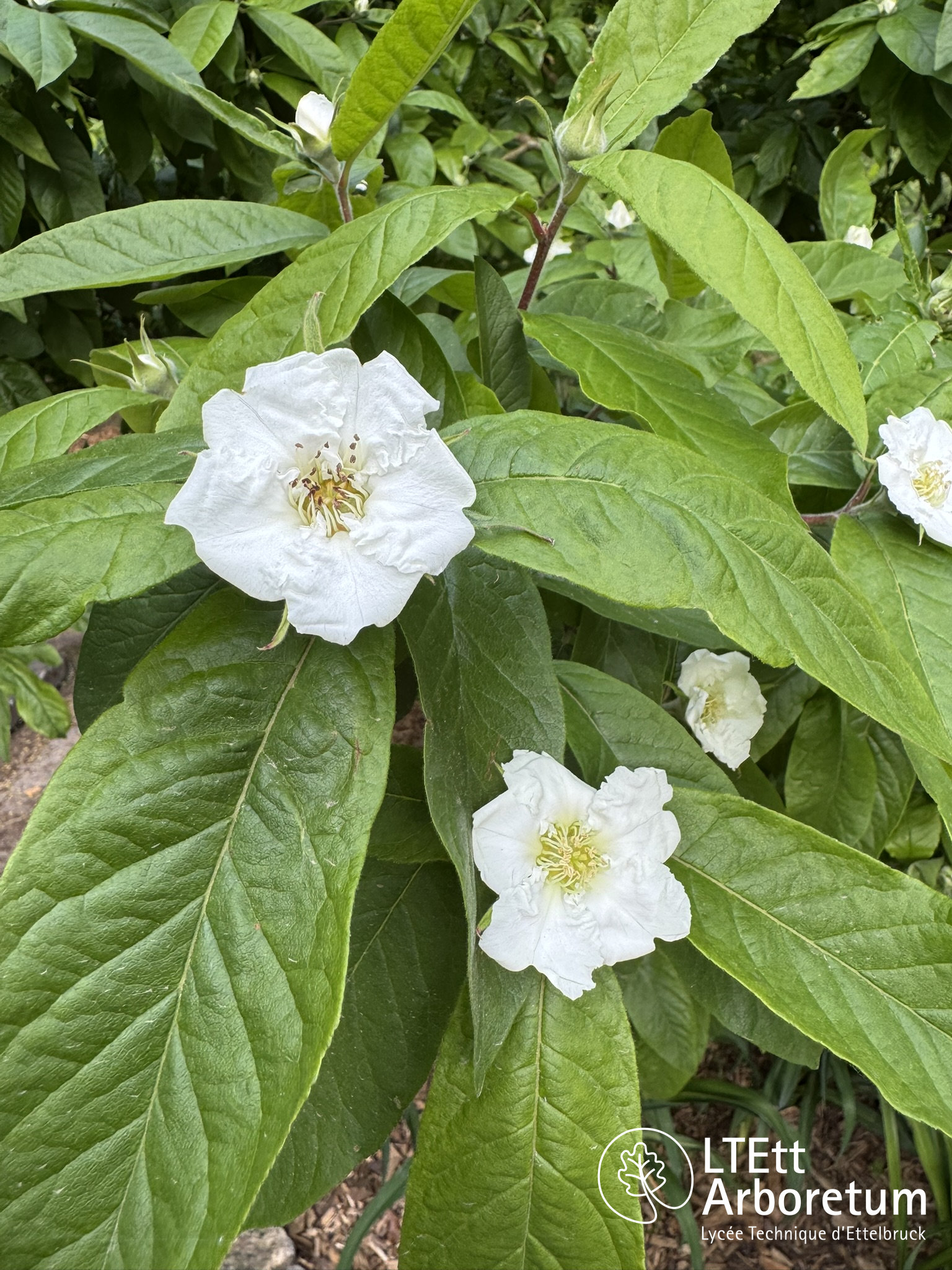 Mespilus germanica 250505 (3)_watermarked