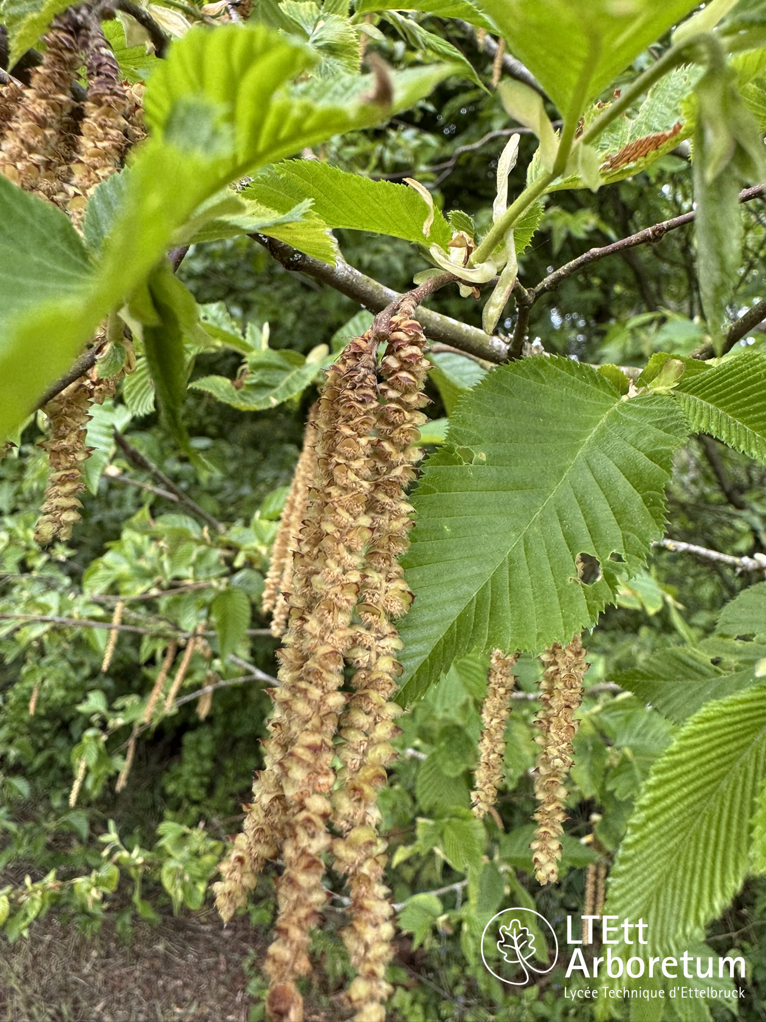 Ostrya carpinifolia 250505 (2)_watermarked