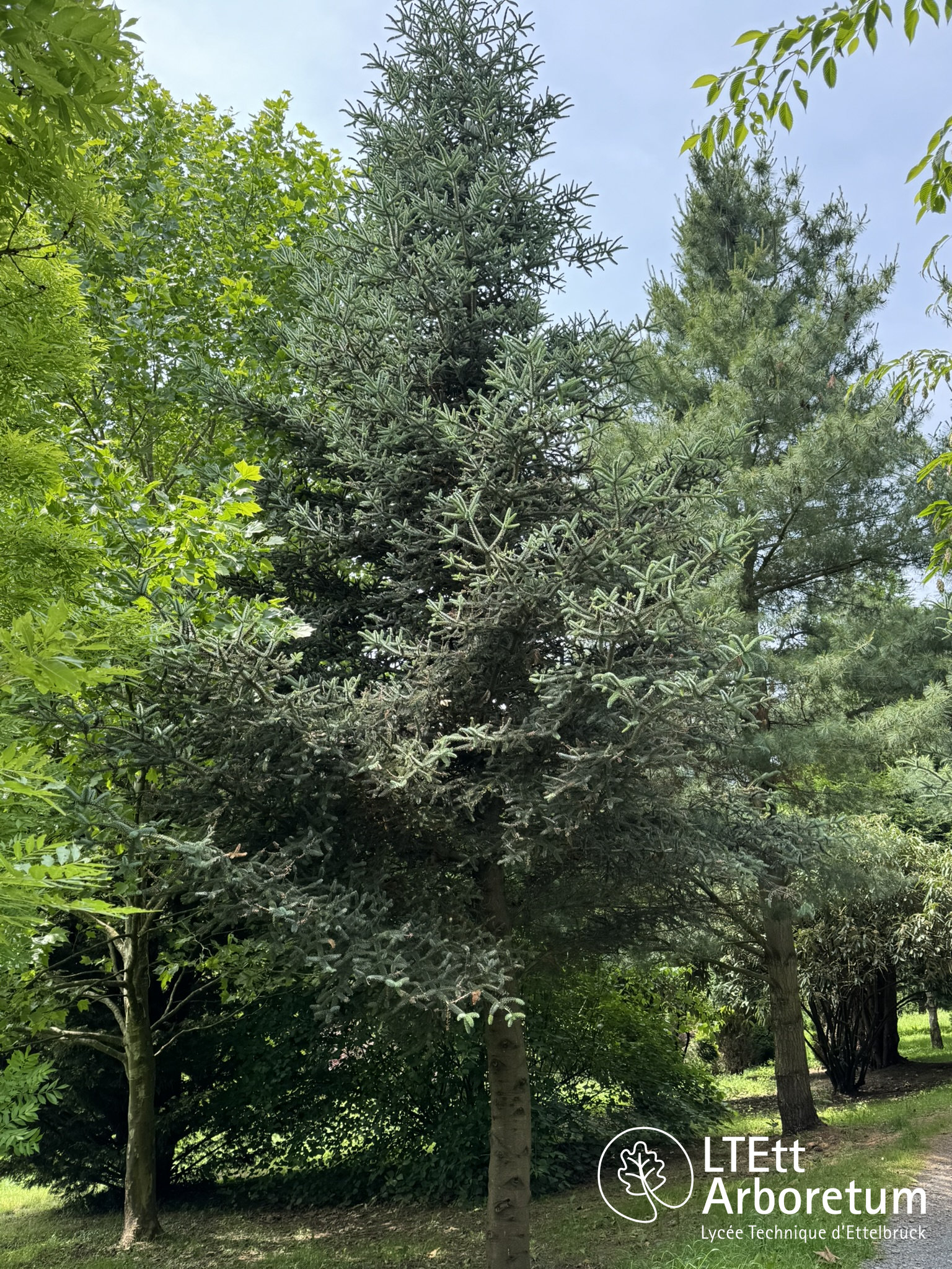 Abies pinsapo KELLERIS 250610 (2)_watermarked