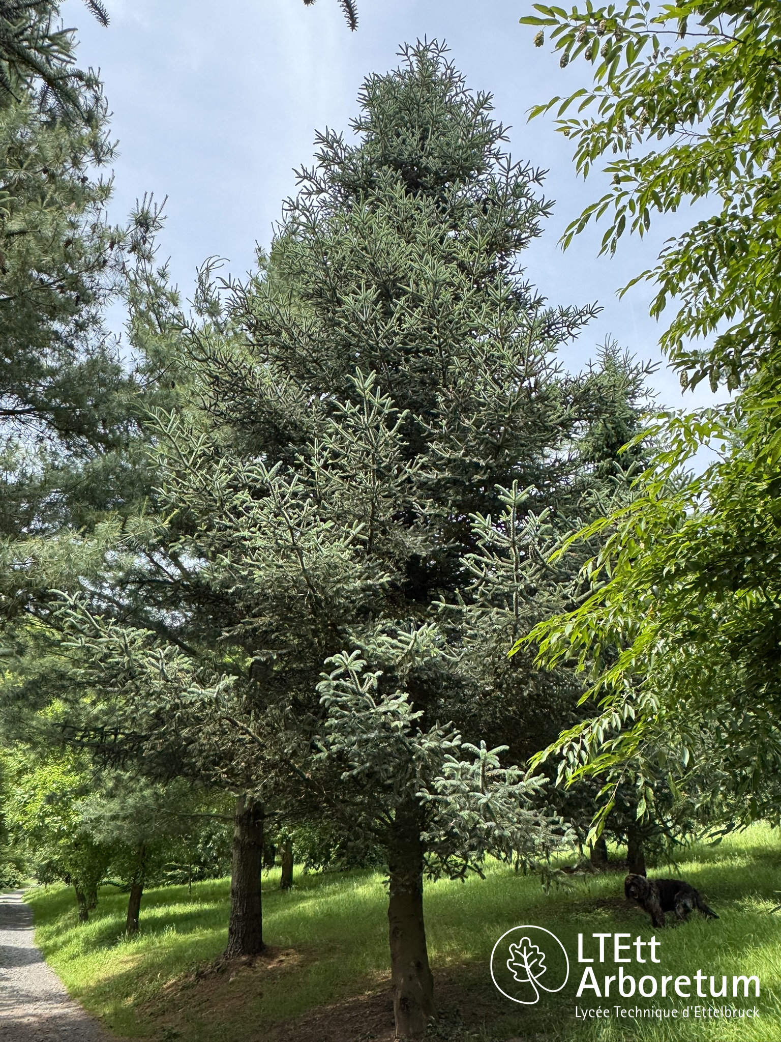 Abies pinsapo KELLERIS 250610 (3)_watermarked