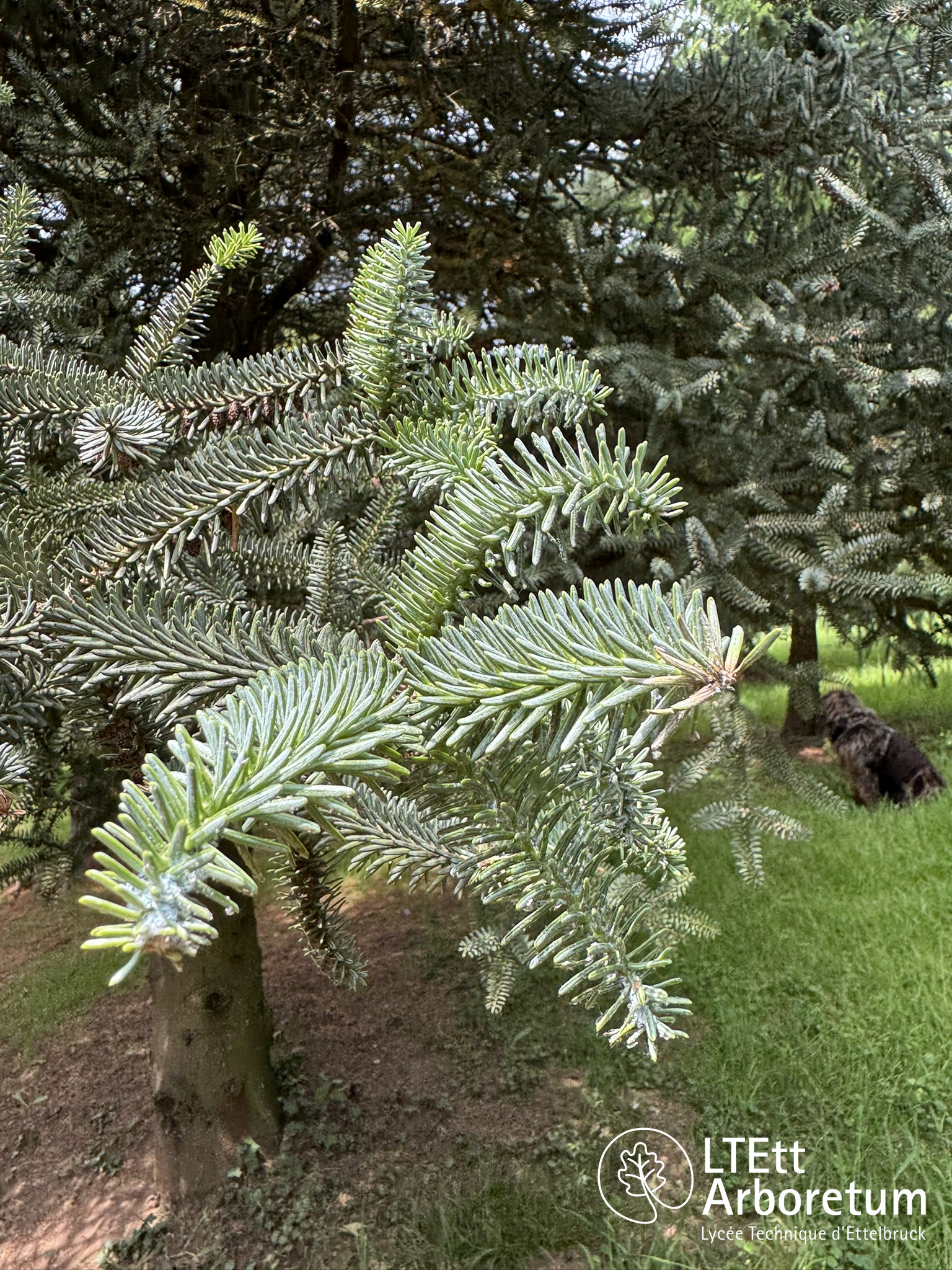 Abies pinsapo KELLERIS 250610 (4)_watermarked
