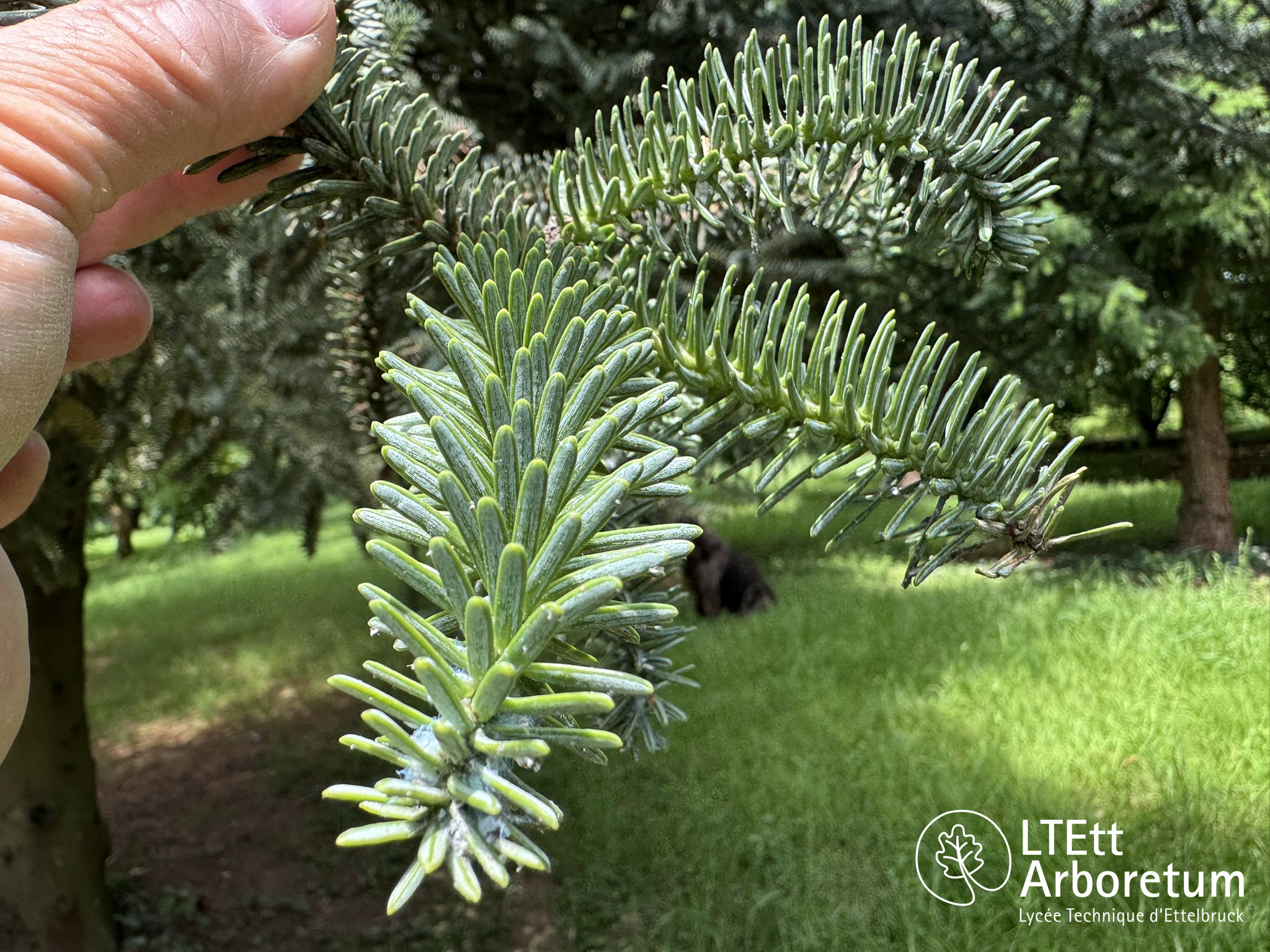 Abies pinsapo KELLERIS 250610 (5)_watermarked