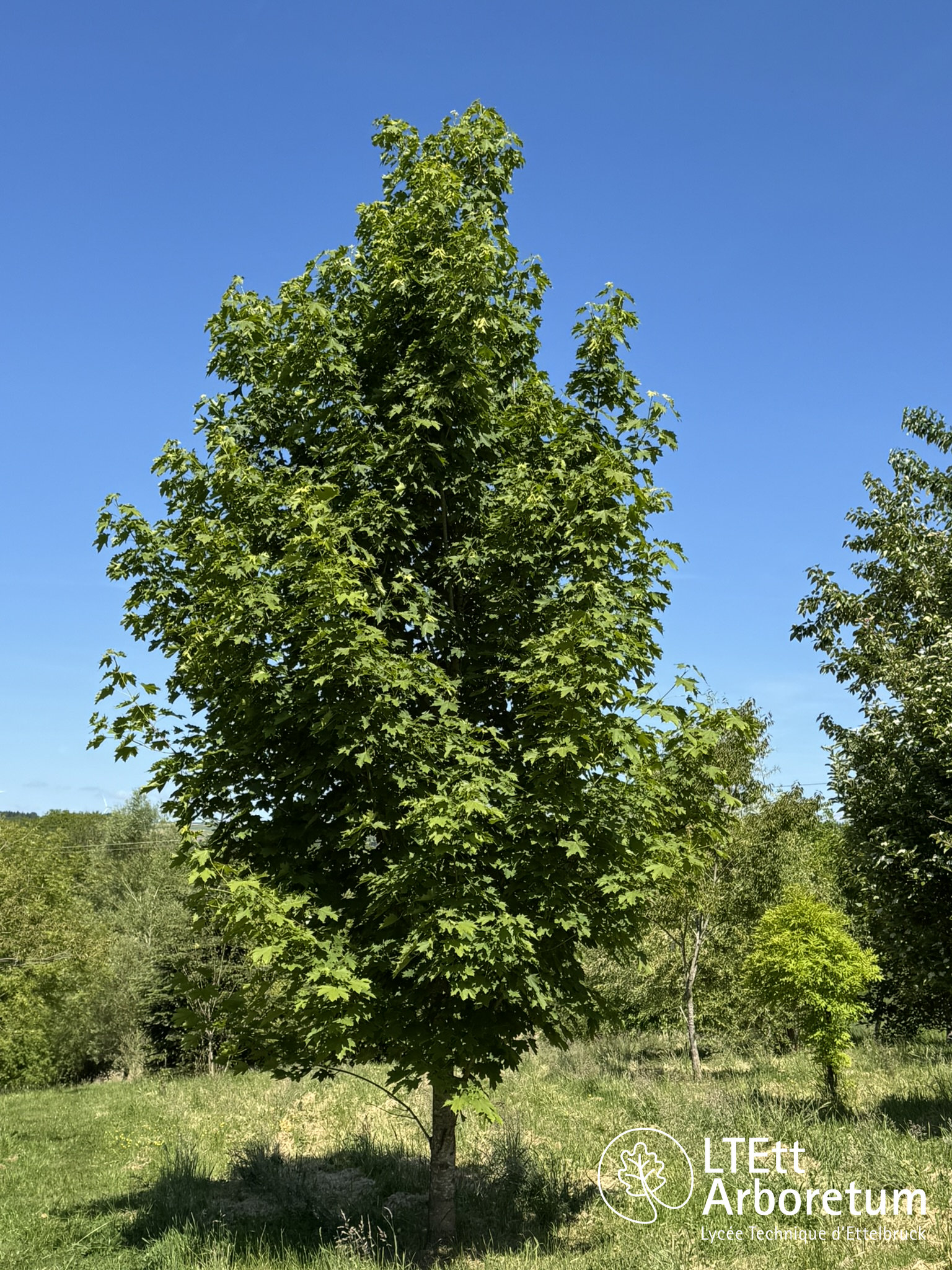 Acer platanoides 250520 (2)_watermarked