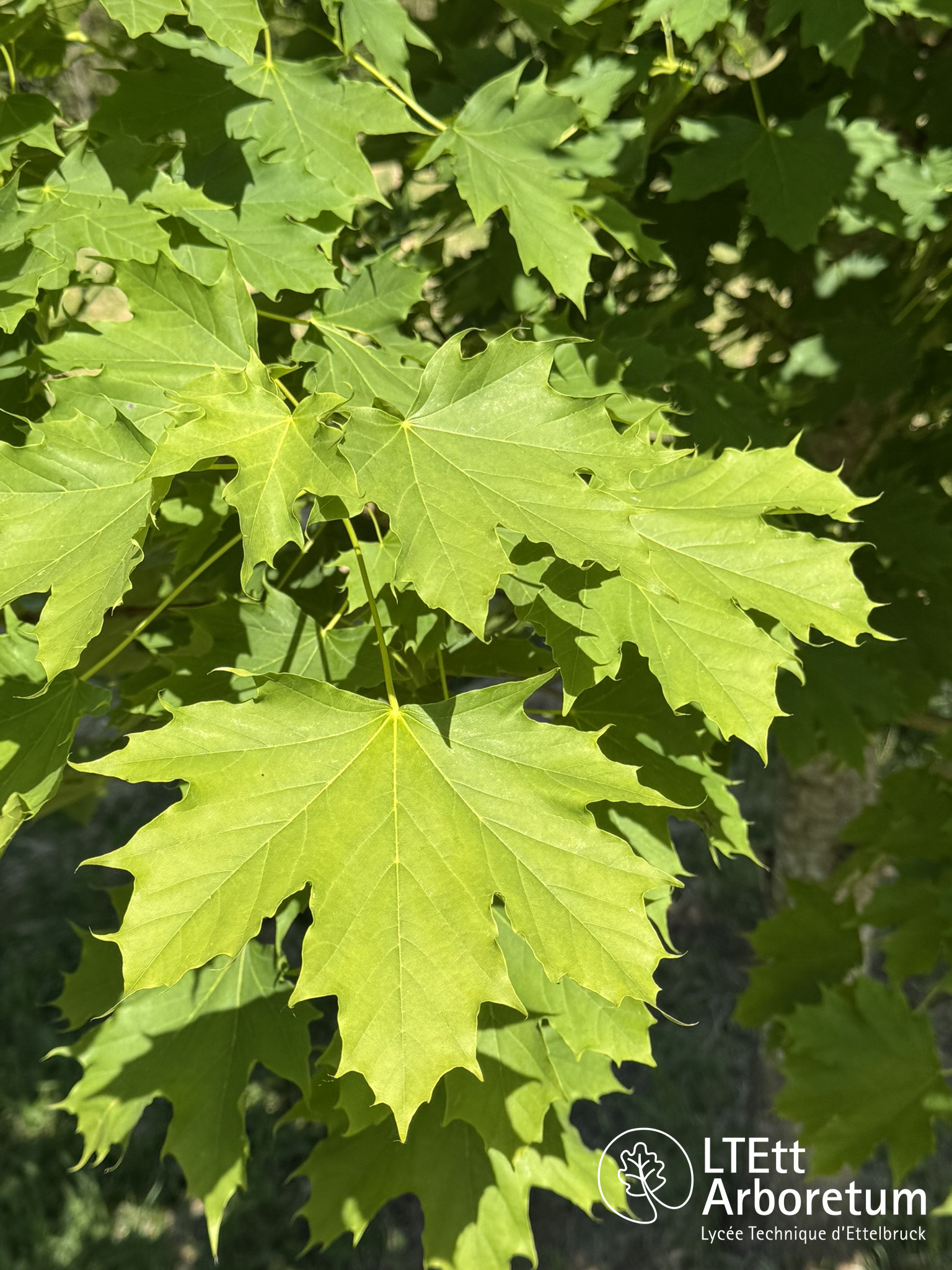 Acer platanoides 250520 (3)_watermarked