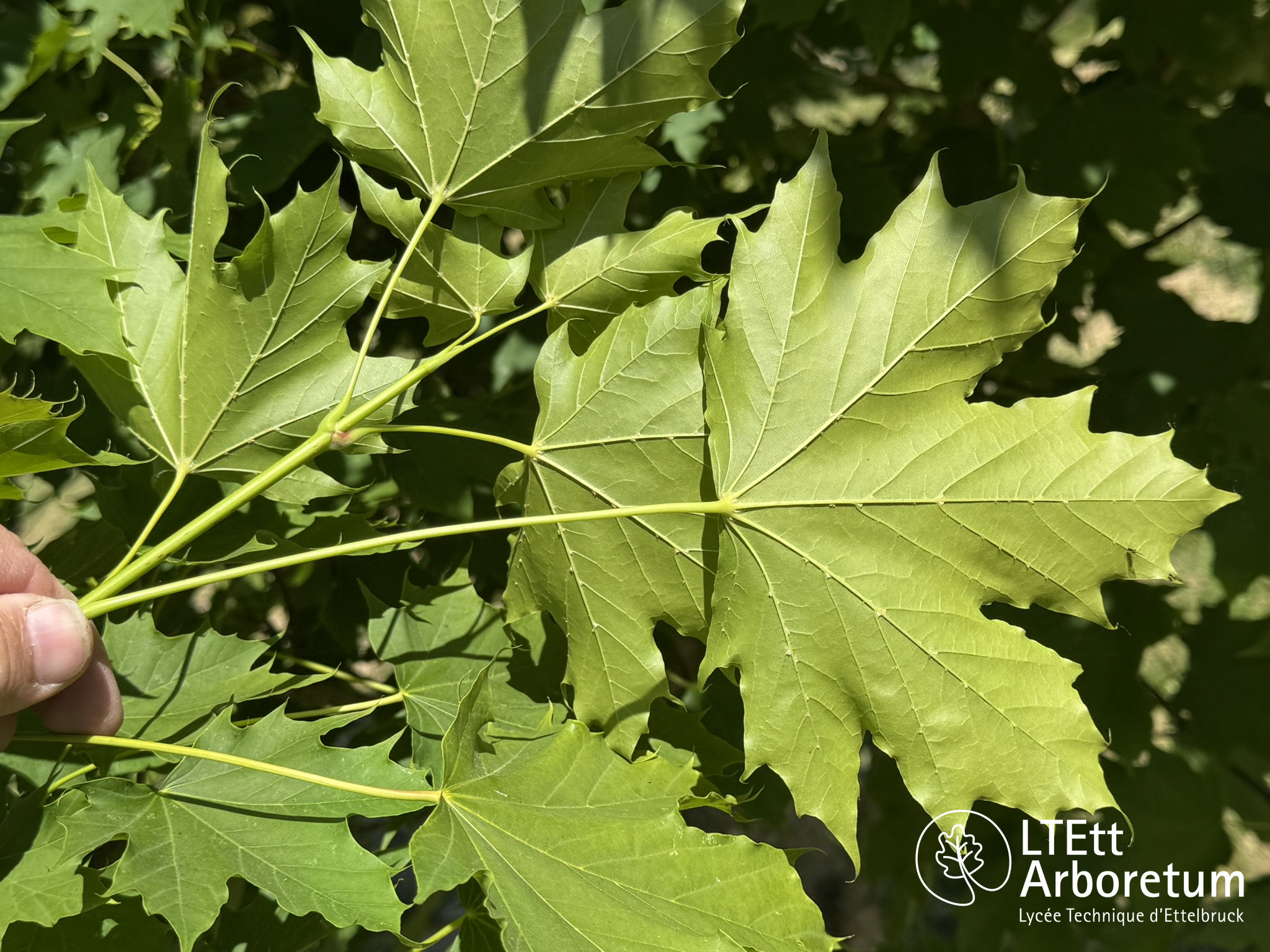Acer platanoides 250520 (4)_watermarked