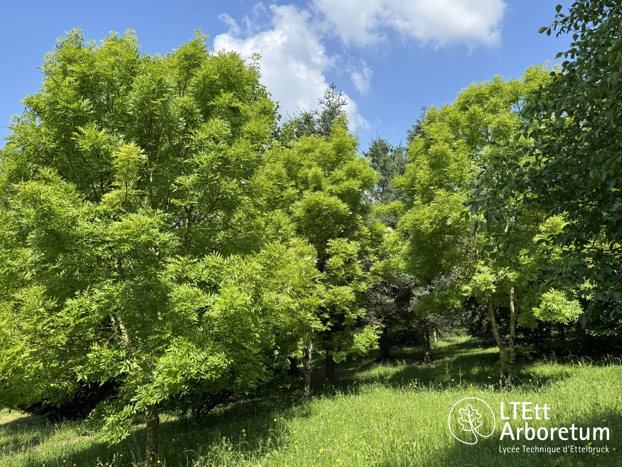 Arboretum Haart 250618 (6)_watermarked