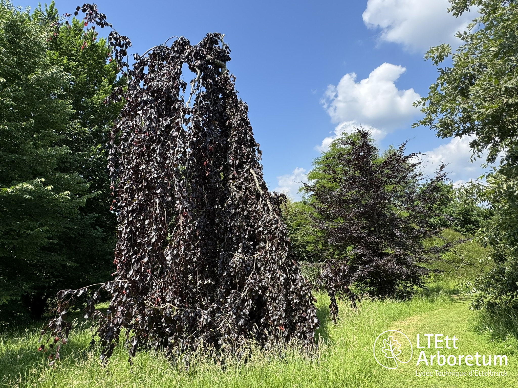 Arboretum Haart 250618 (8)_watermarked