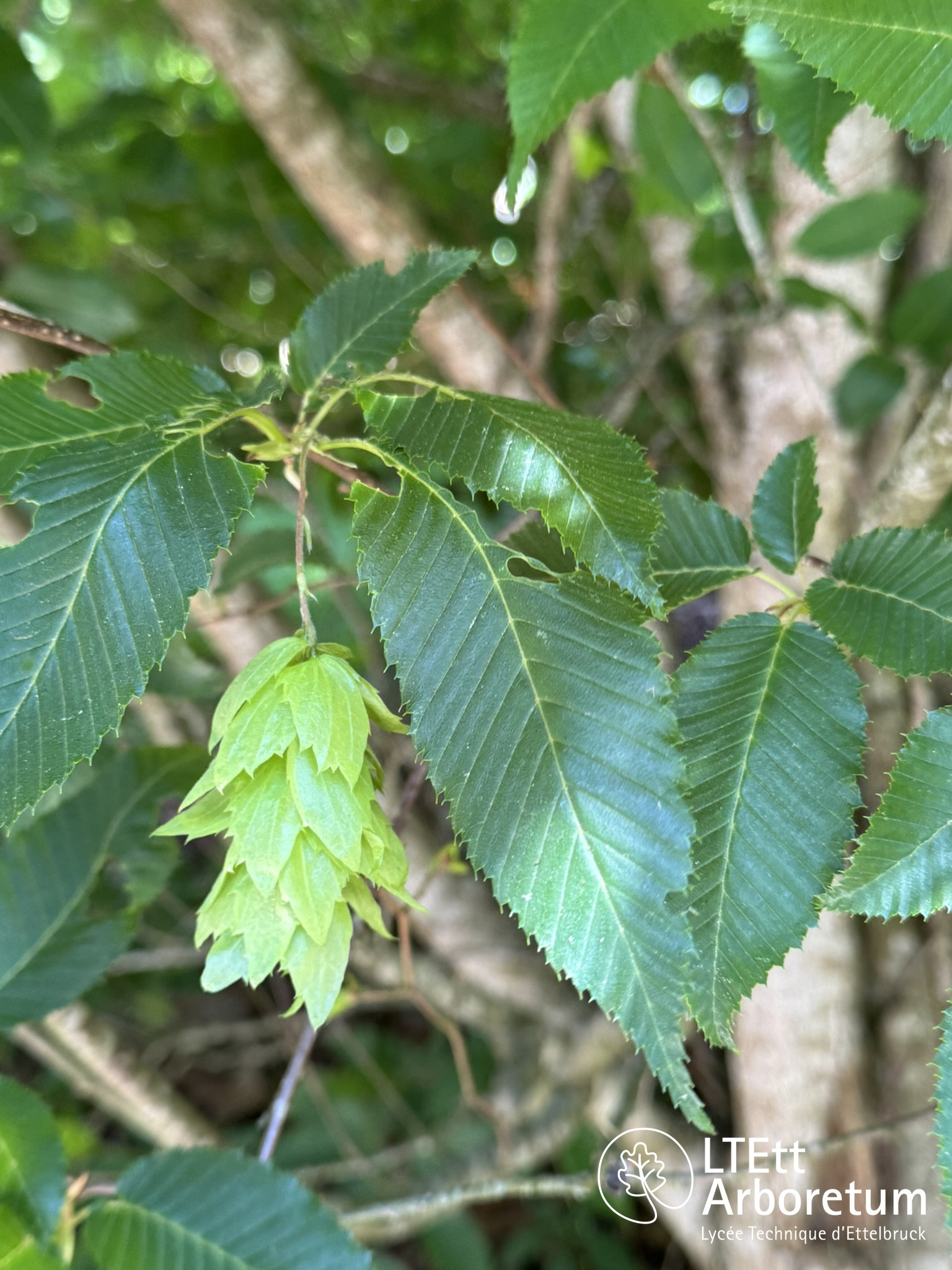 Carpinus japonica 250525 (2)_watermarked