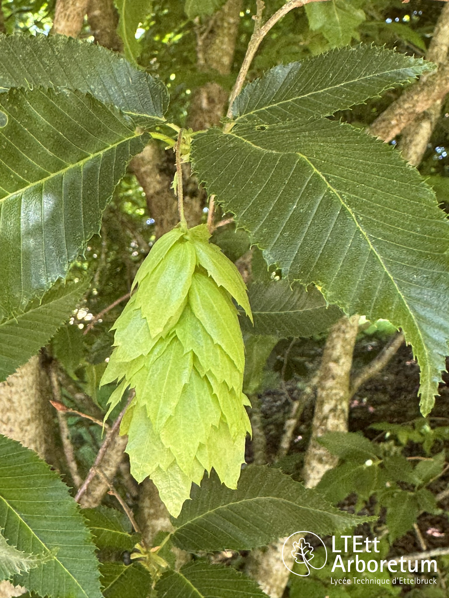 Carpinus japonica 250525 (3)_watermarked