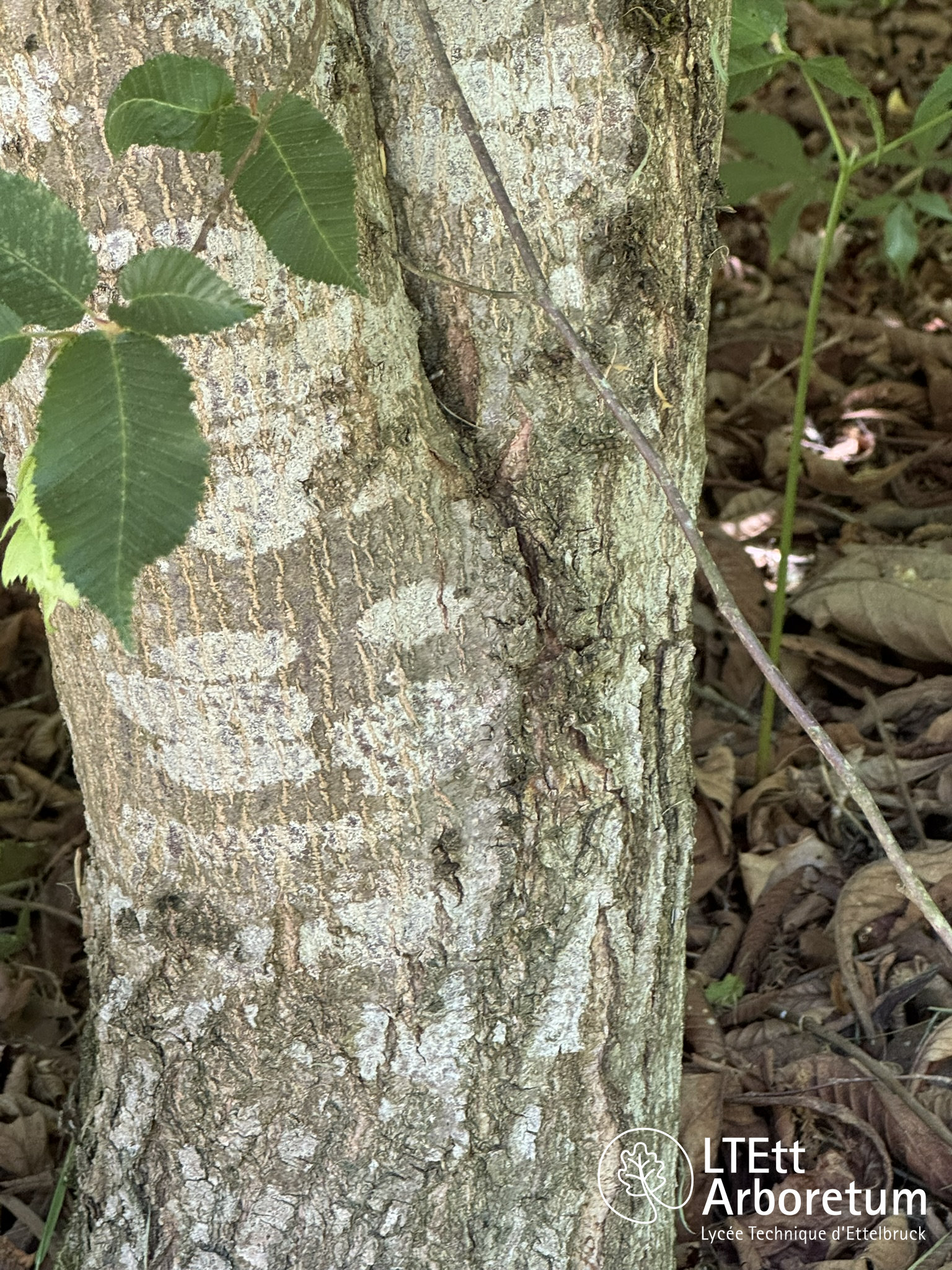 Carpinus japonica 250525 (4)_watermarked