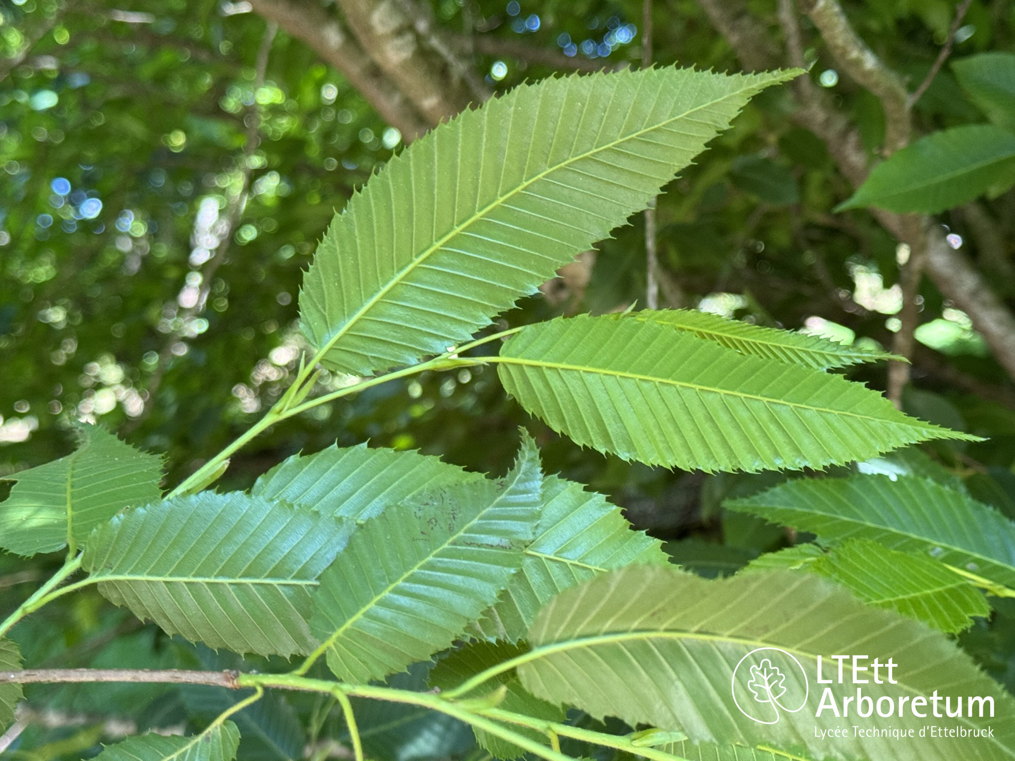 Carpinus japonica 250525 (6)_watermarked