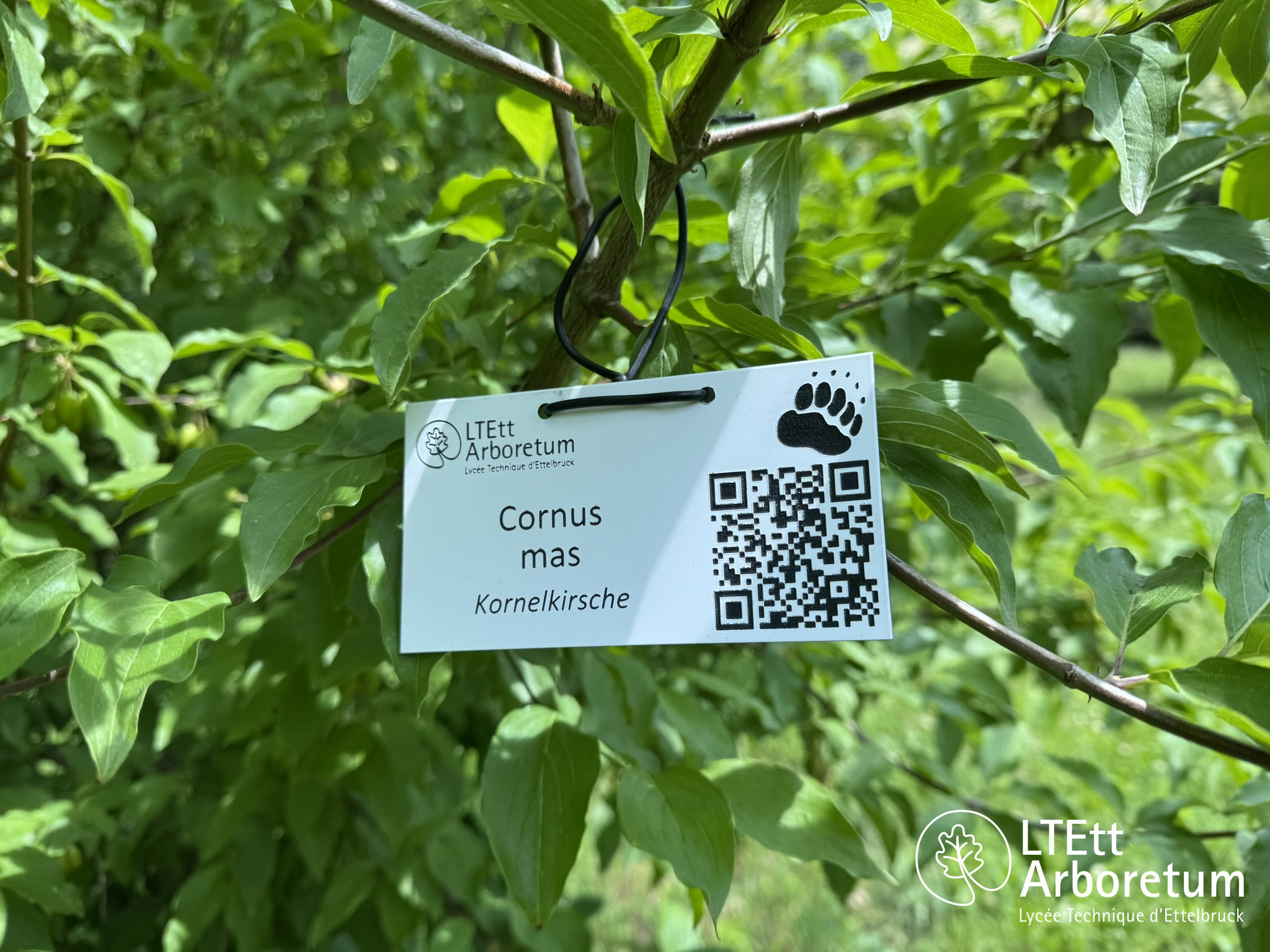 Cornus mas 250610 (2)_watermarked