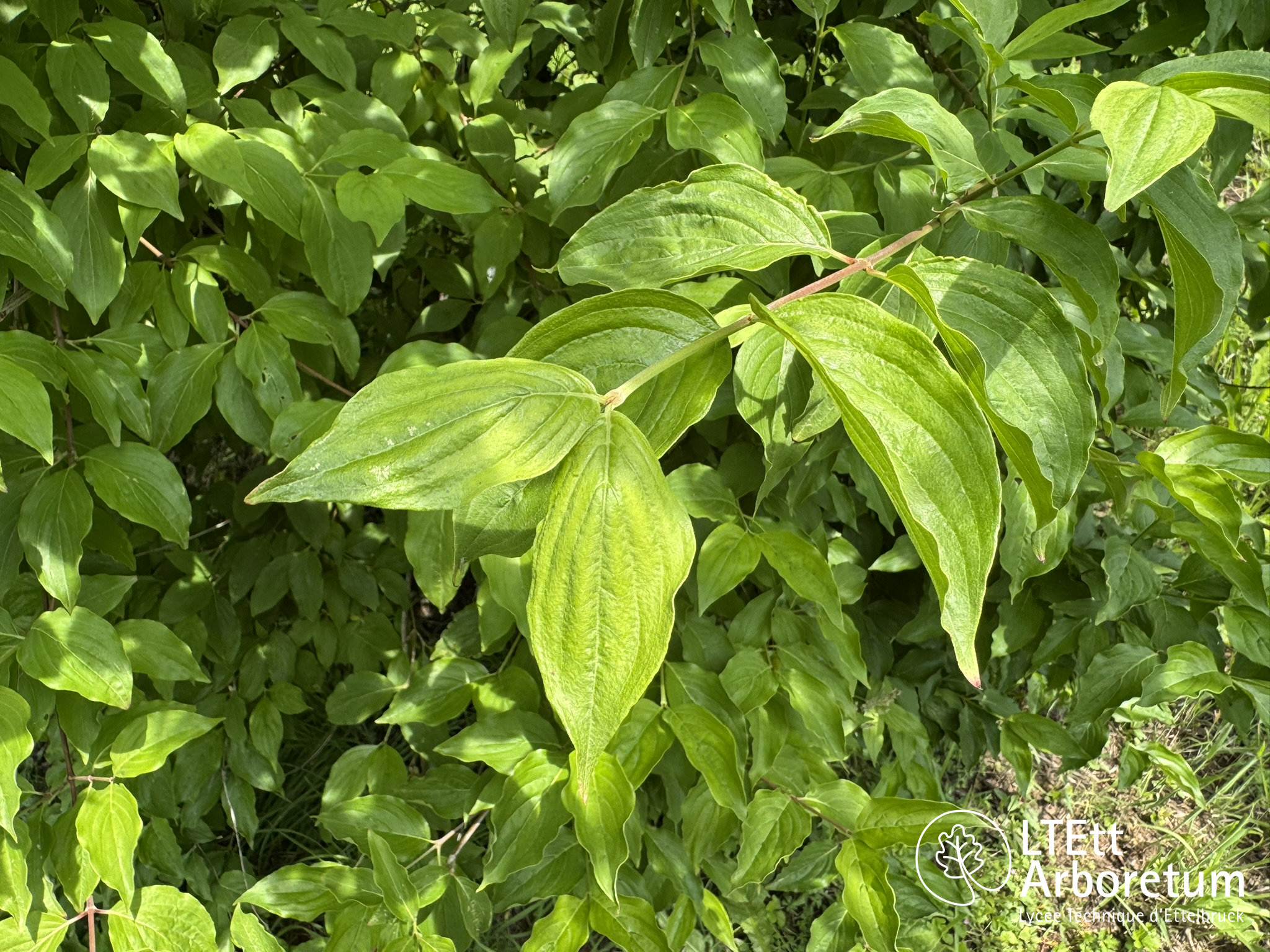 Cornus mas 250610 (3)_watermarked