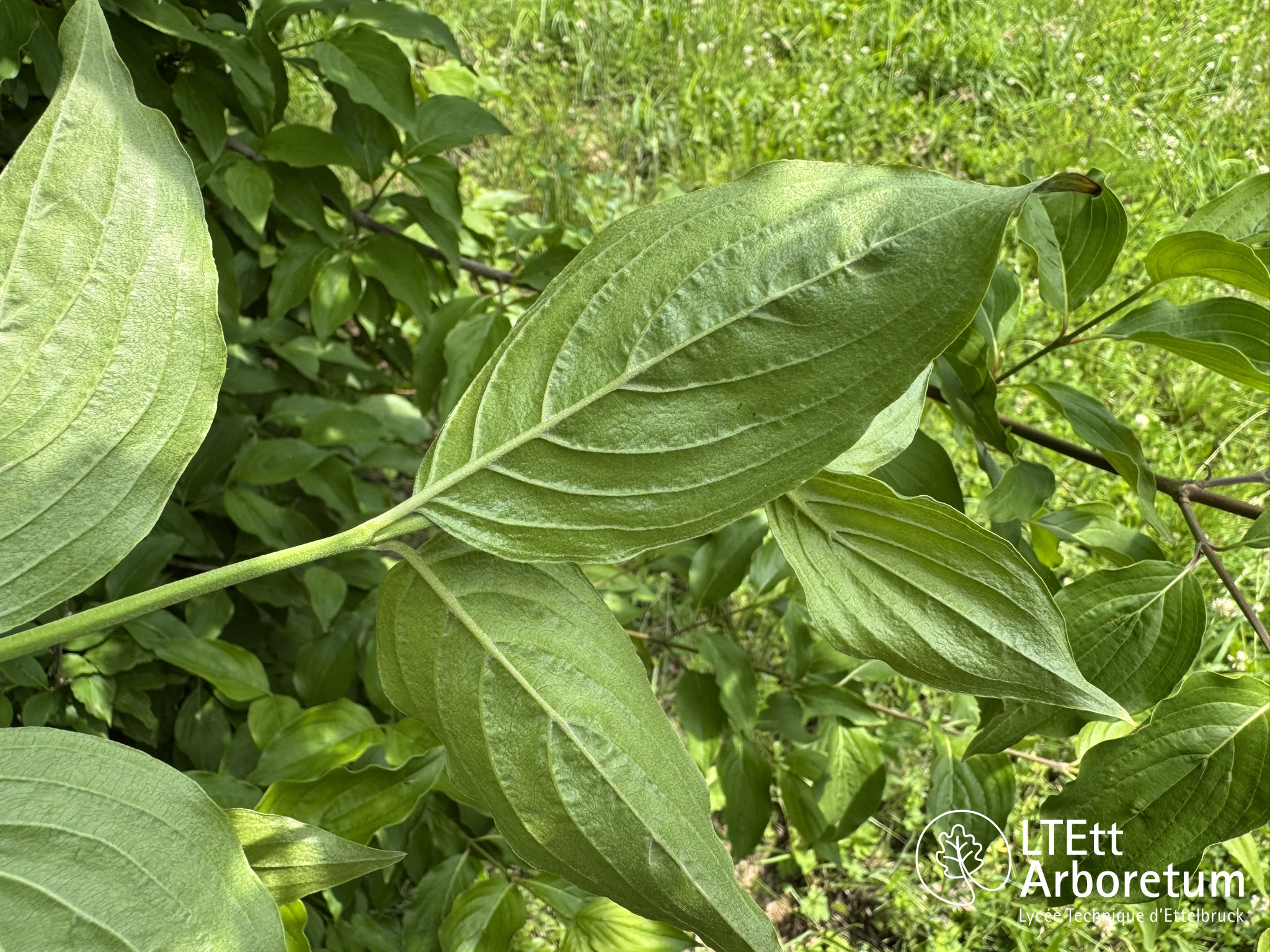 Cornus mas 250610 (4)_watermarked