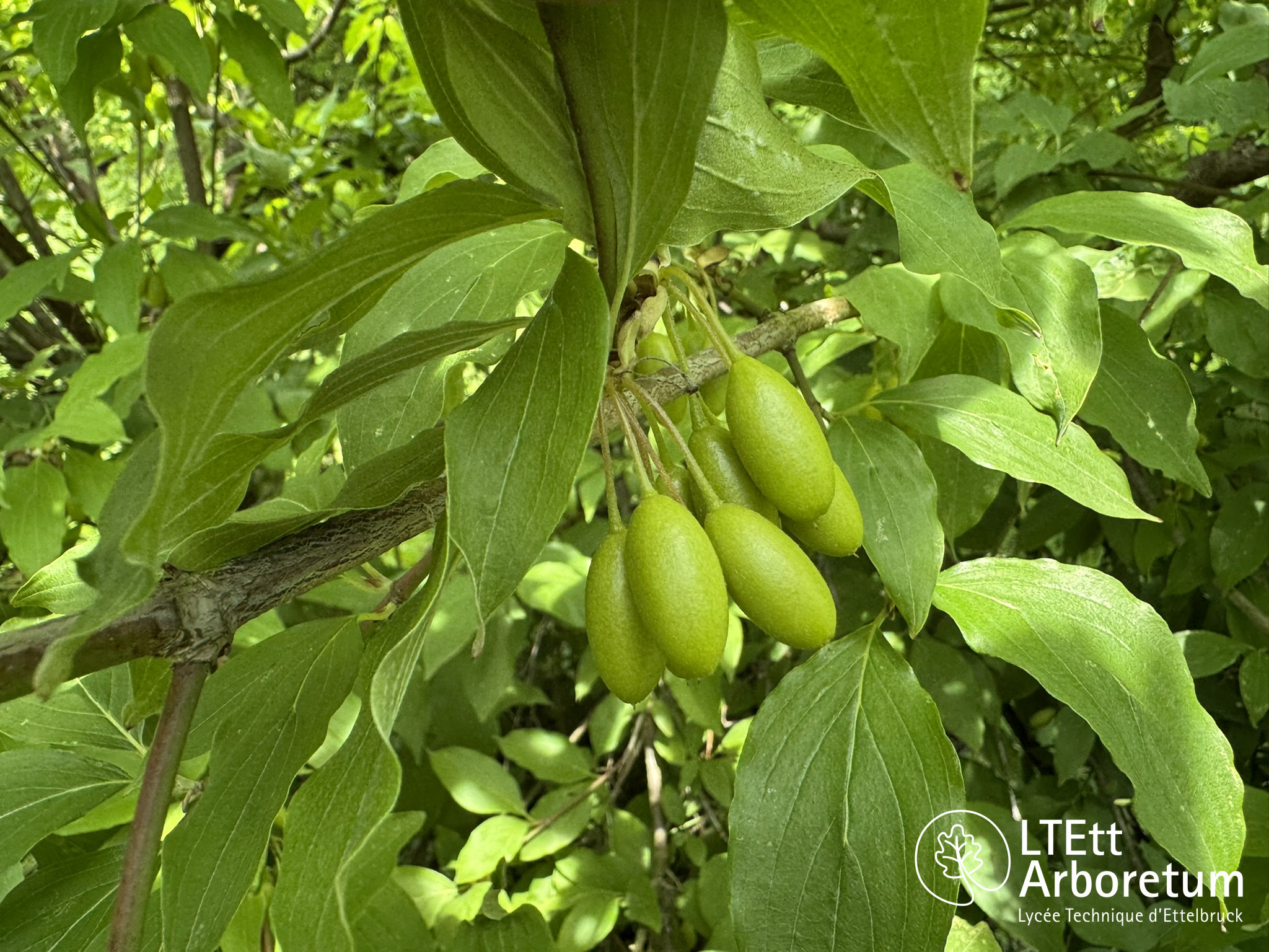 Cornus mas 250610 (5)_watermarked