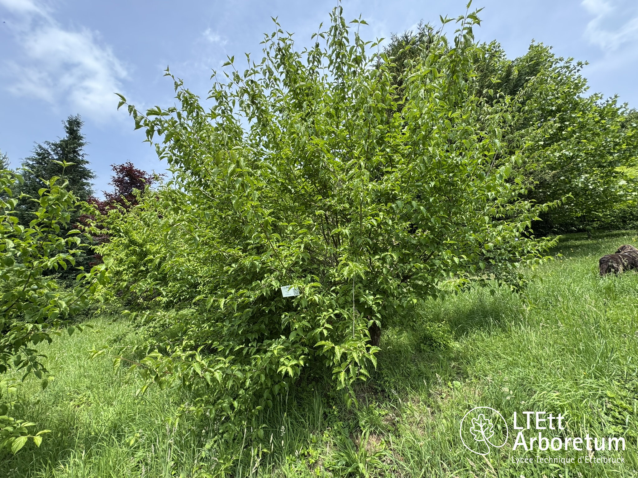 Cornus mas 250610 (6)_watermarked