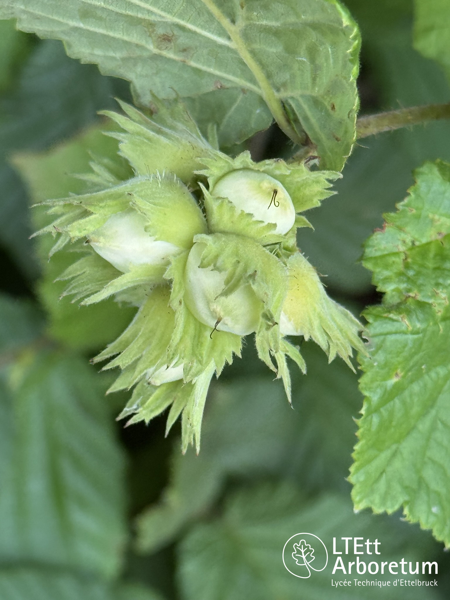 Corylus avella AUREA 250613_watermarked