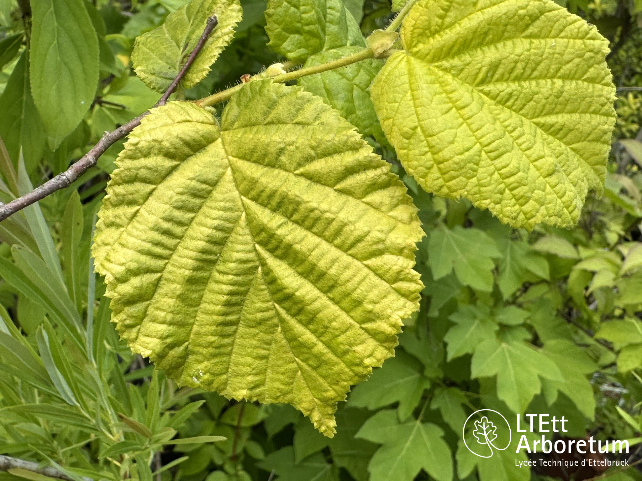 Corylus avellana AUREA 250612 (1)_watermarked