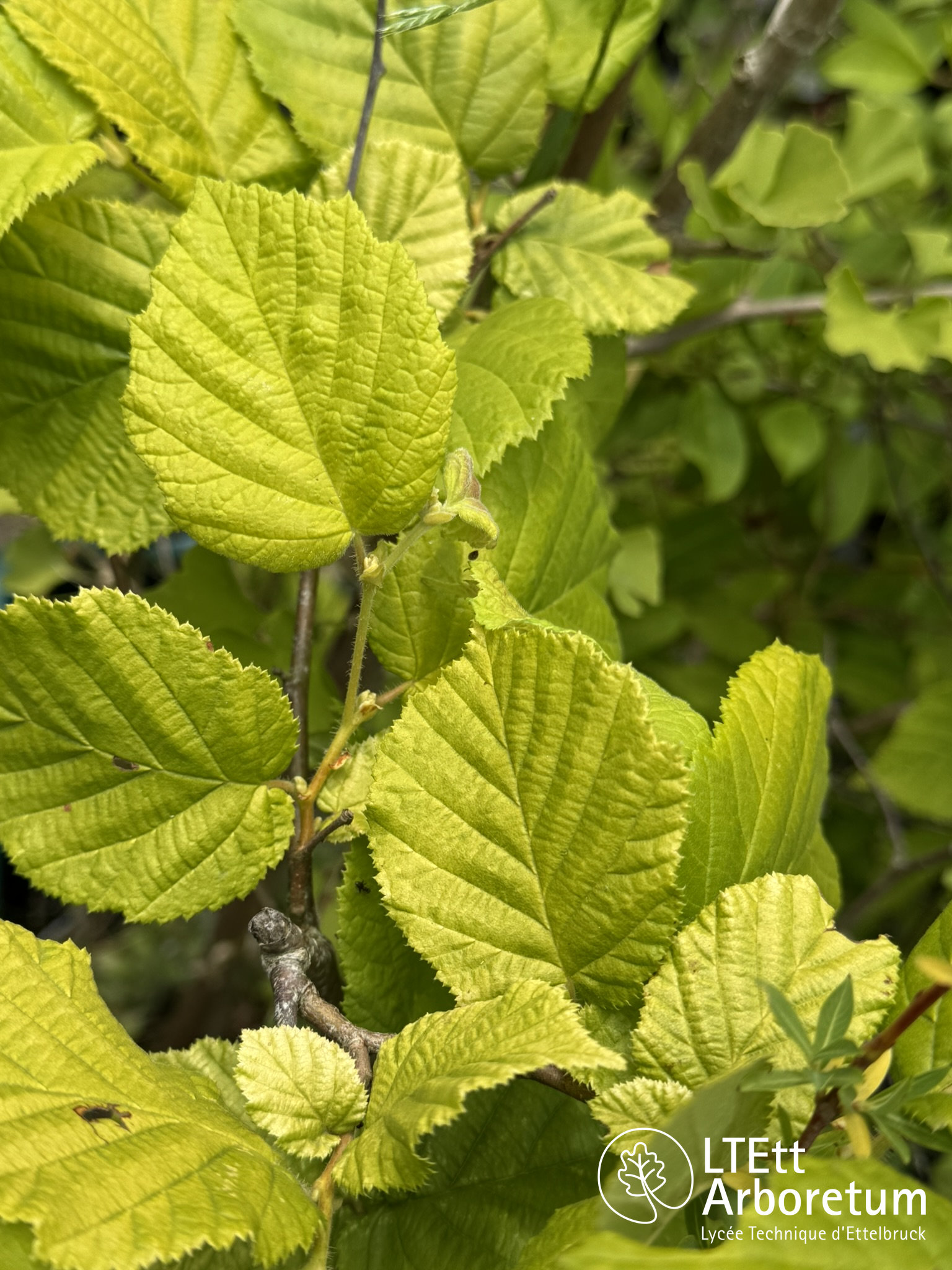 Corylus avellana AUREA 250612 (2)_watermarked