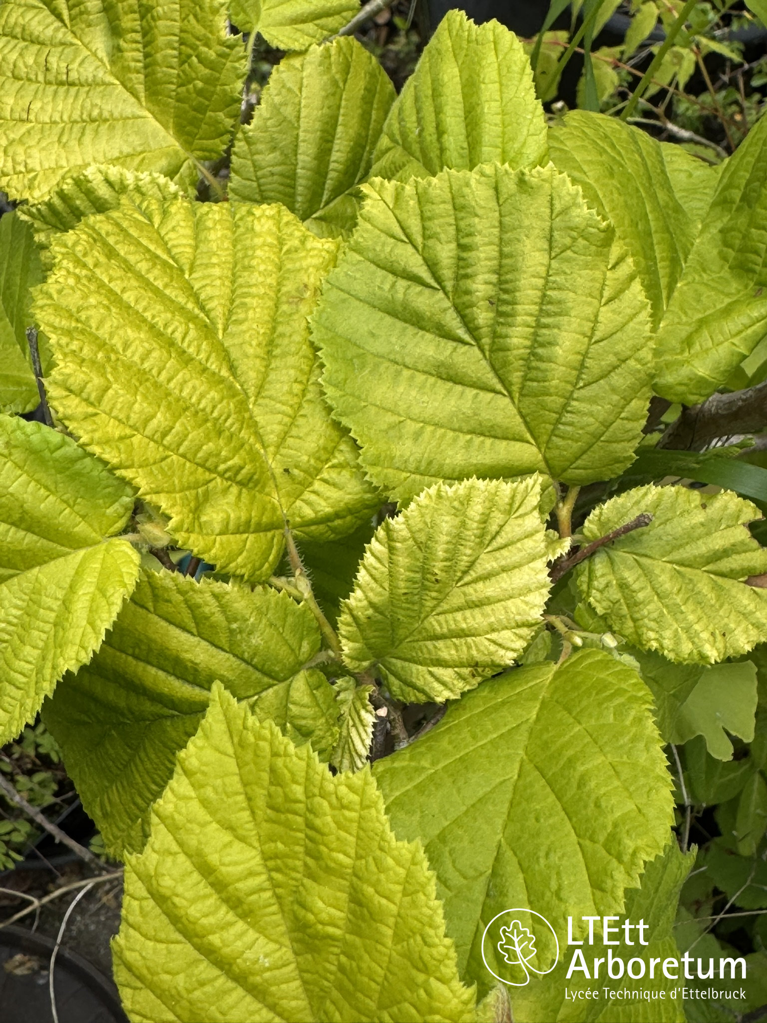 Corylus avellana AUREA 250612 (3)_watermarked