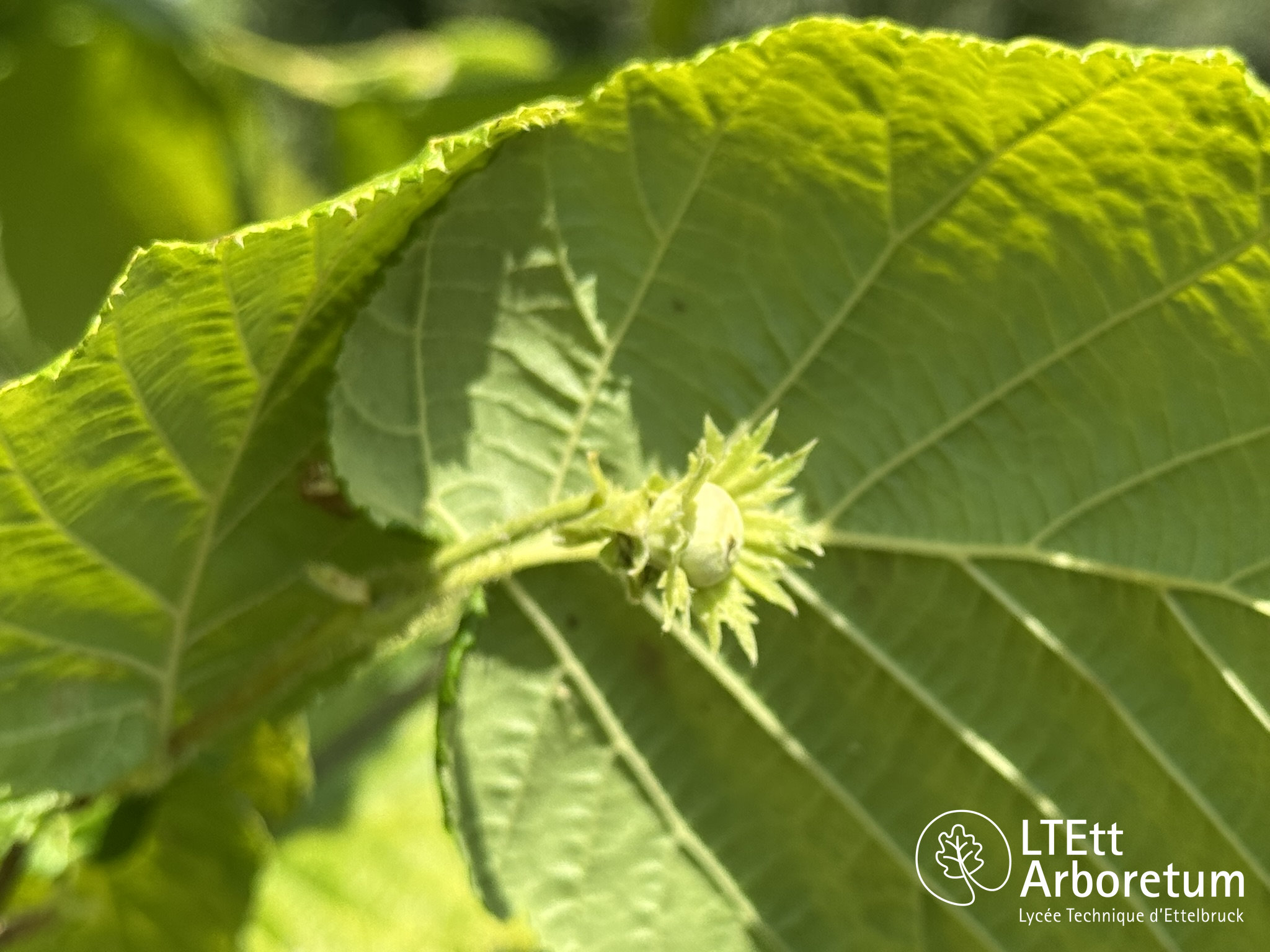 Corylus avellana AUREA 250618 (1)_watermarked