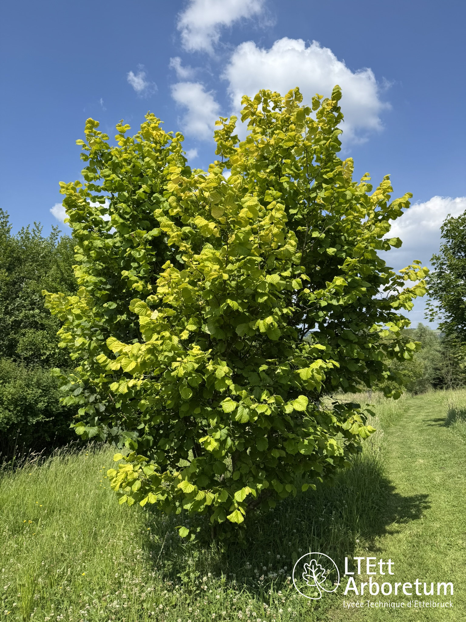 Corylus avellana AUREA 250618 (2)_watermarked