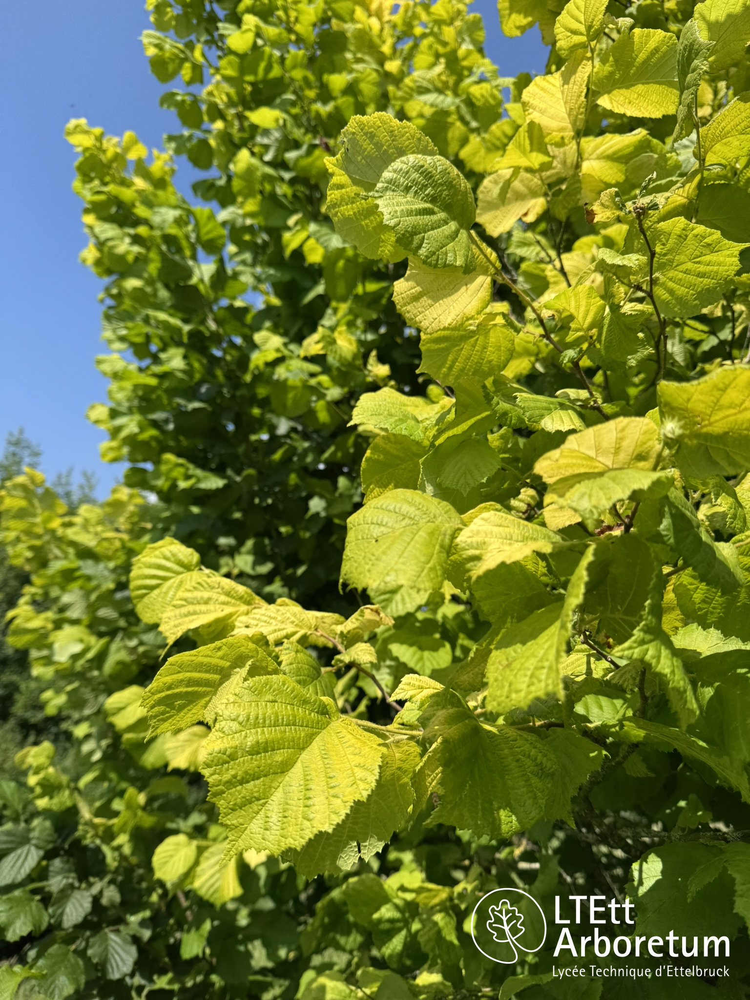 Corylus avellana AUREA 250618 (3)_watermarked