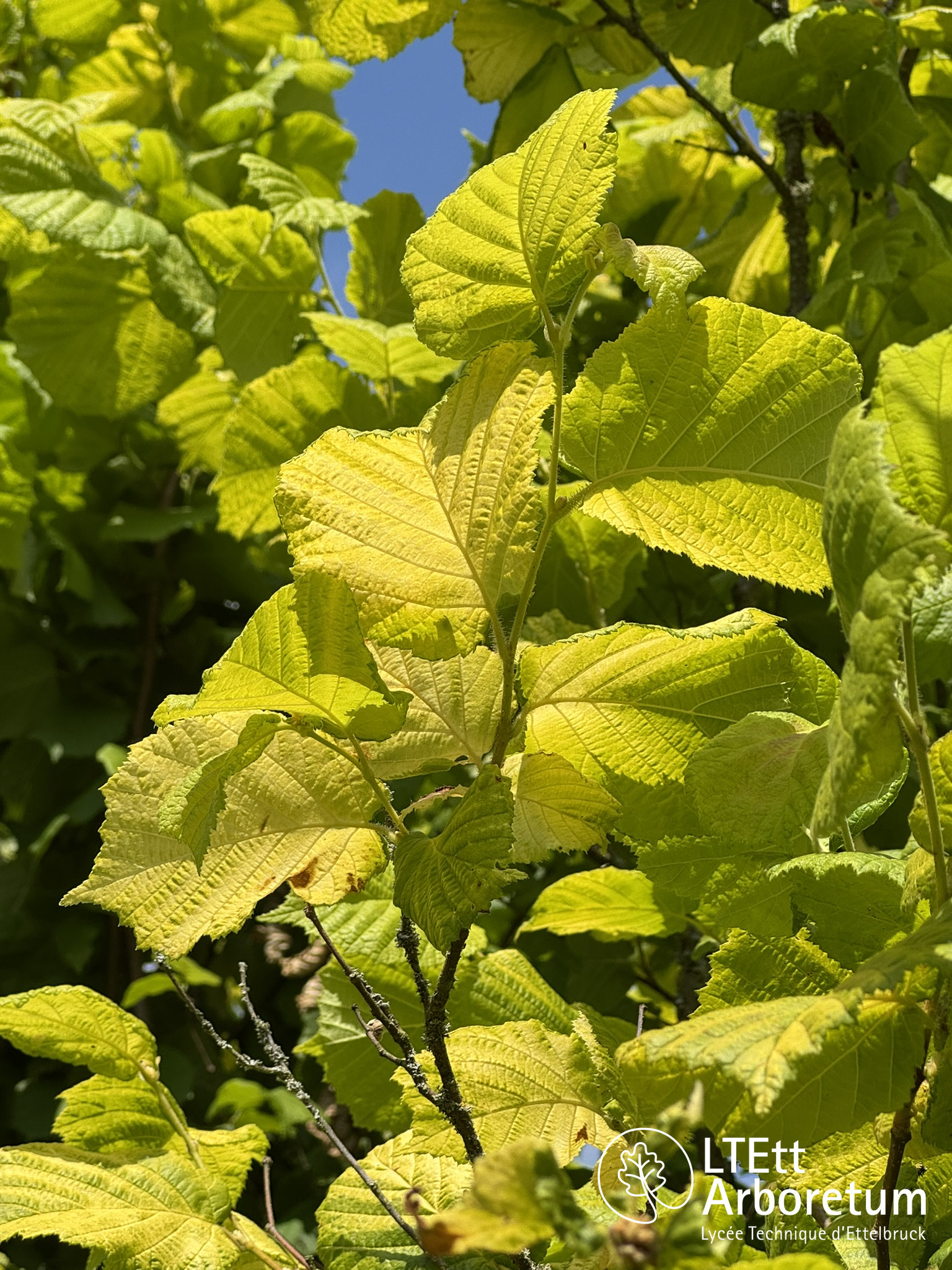 Corylus avellana AUREA 250618 (4)_watermarked
