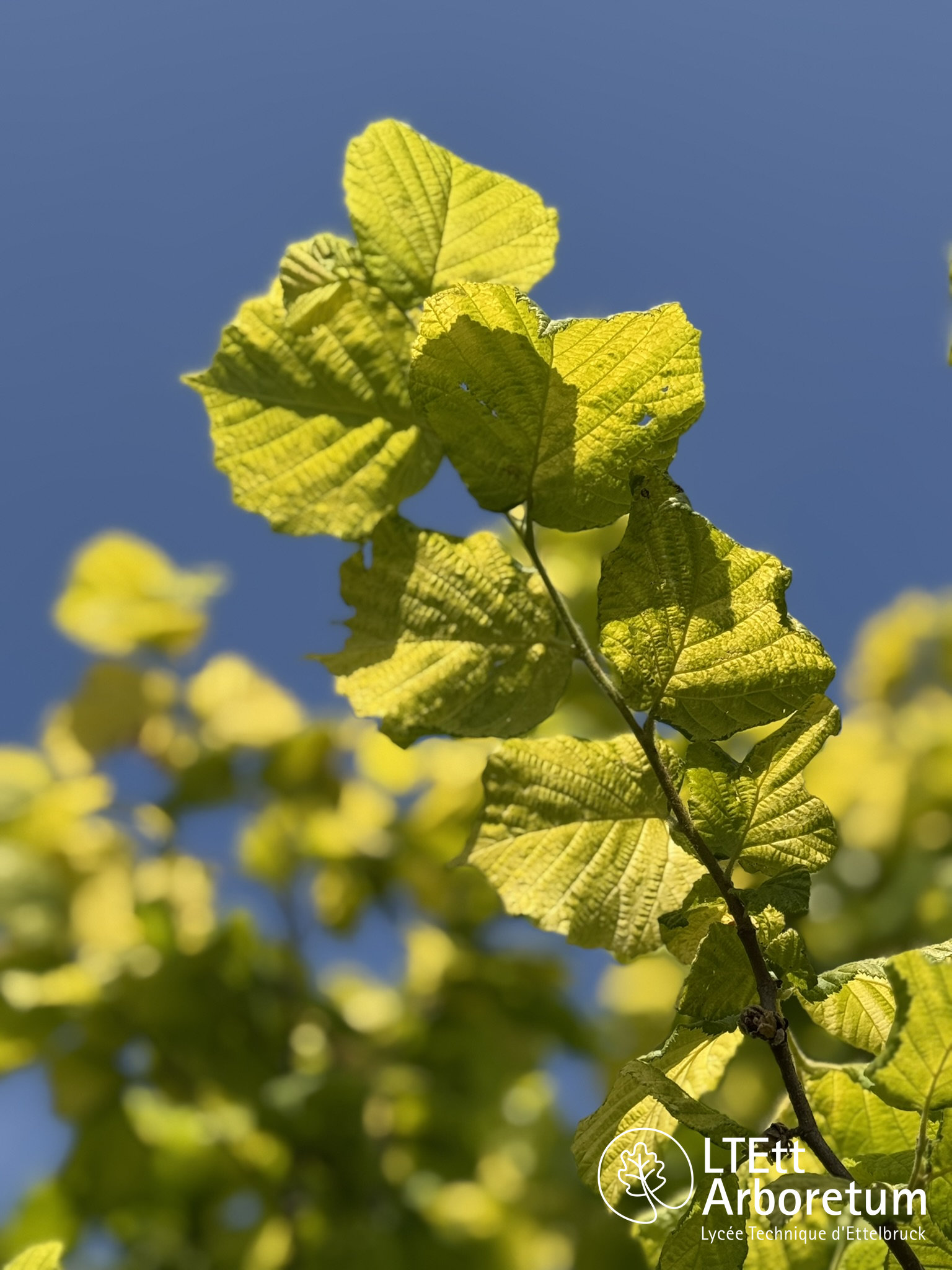 Corylus avellana AUREA 250618 (6)_watermarked