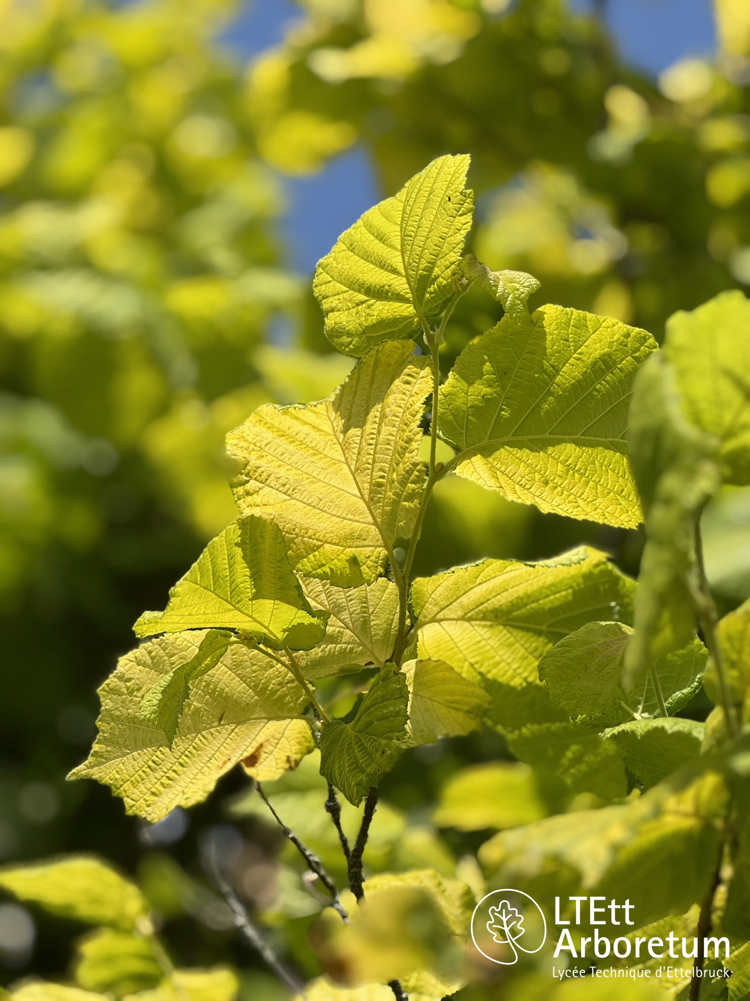 Corylus avellana AUREA 250618 (7)_watermarked