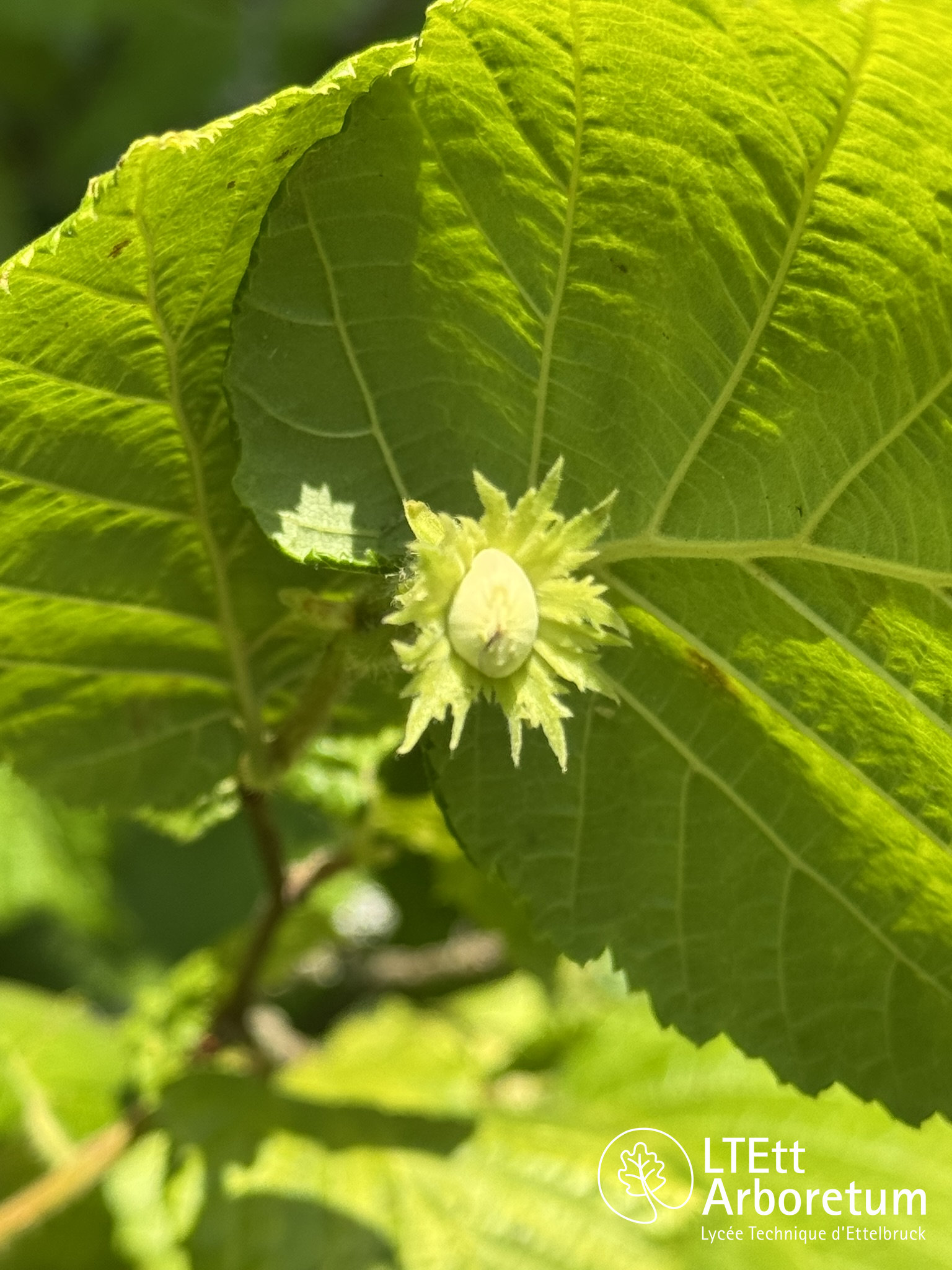 Corylus avellana AUREA 250618 (8)_watermarked
