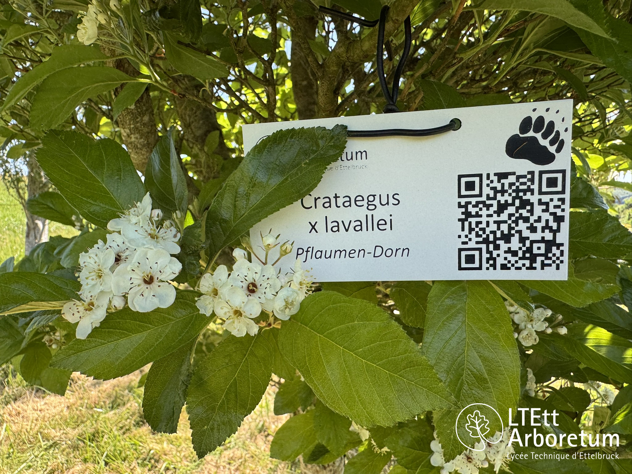 Crataegus x lavallei 250520 (1)_watermarked