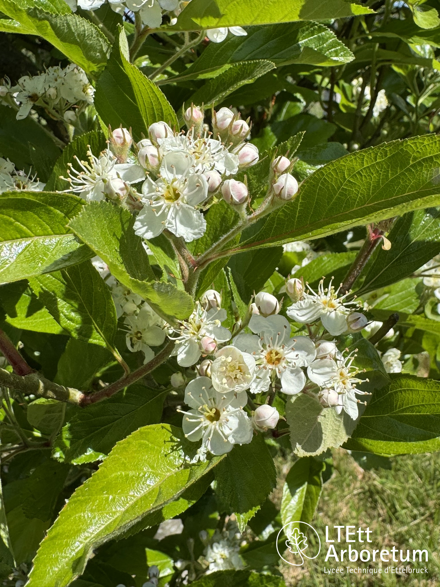 Crataegus x lavallei 250520 (2)_watermarked