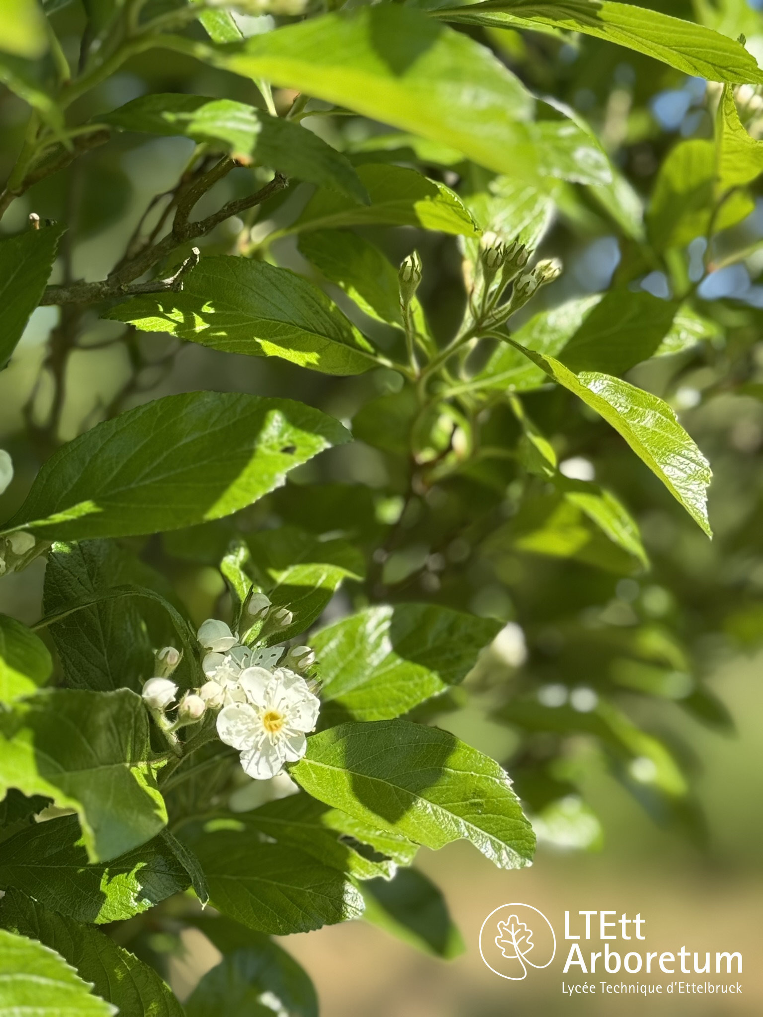 Crataegus x lavallei 250520 (4)_watermarked