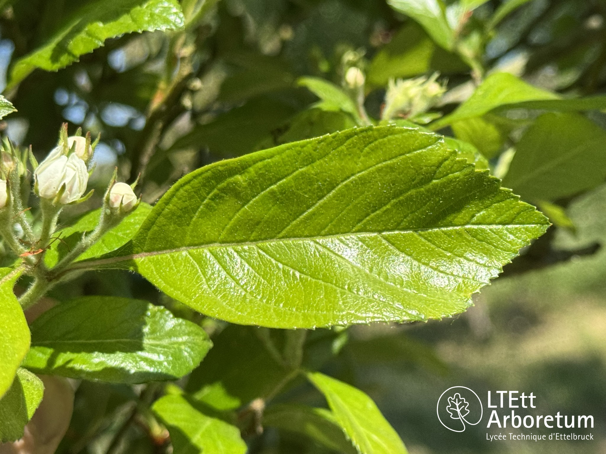 Crataegus x lavallei 250520 (5)_watermarked