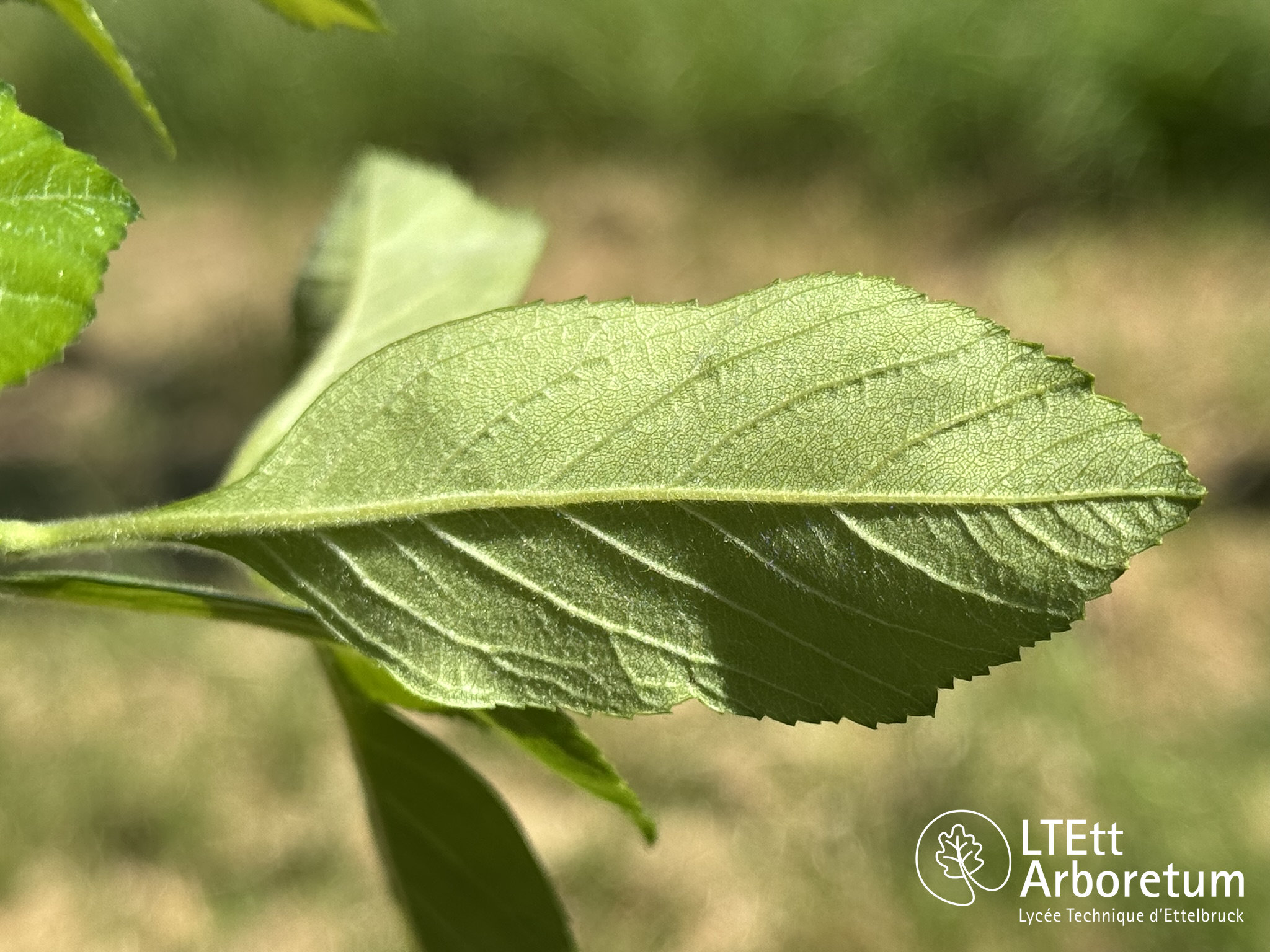 Crataegus x lavallei 250520 (6)_watermarked