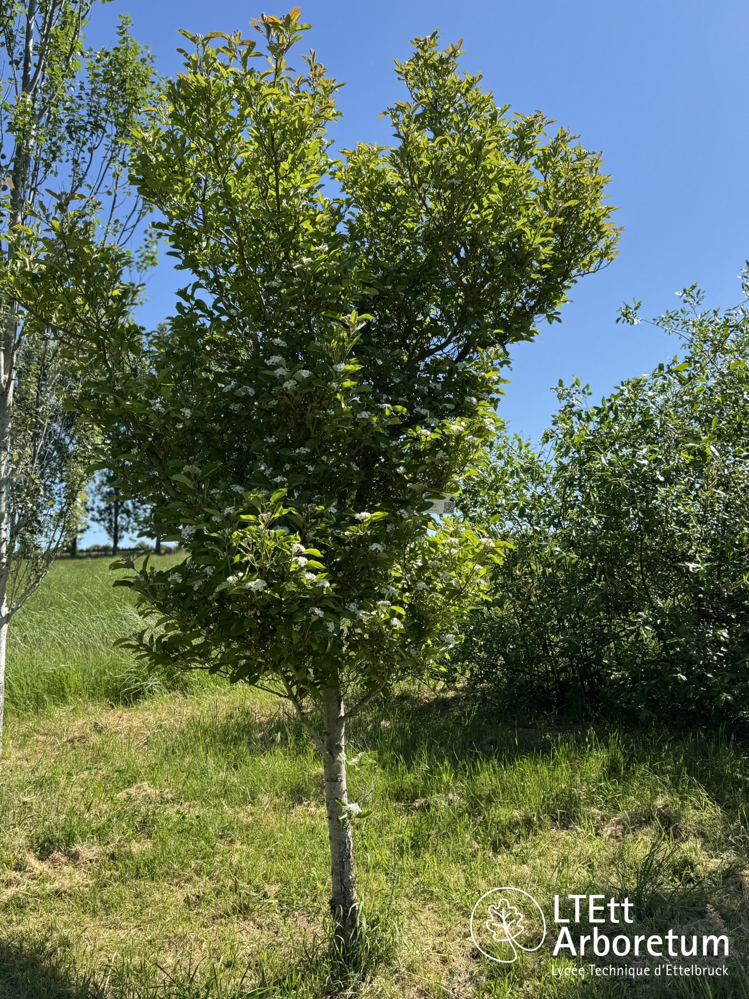 Crataegus x lavallei 250520 (8)_watermarked