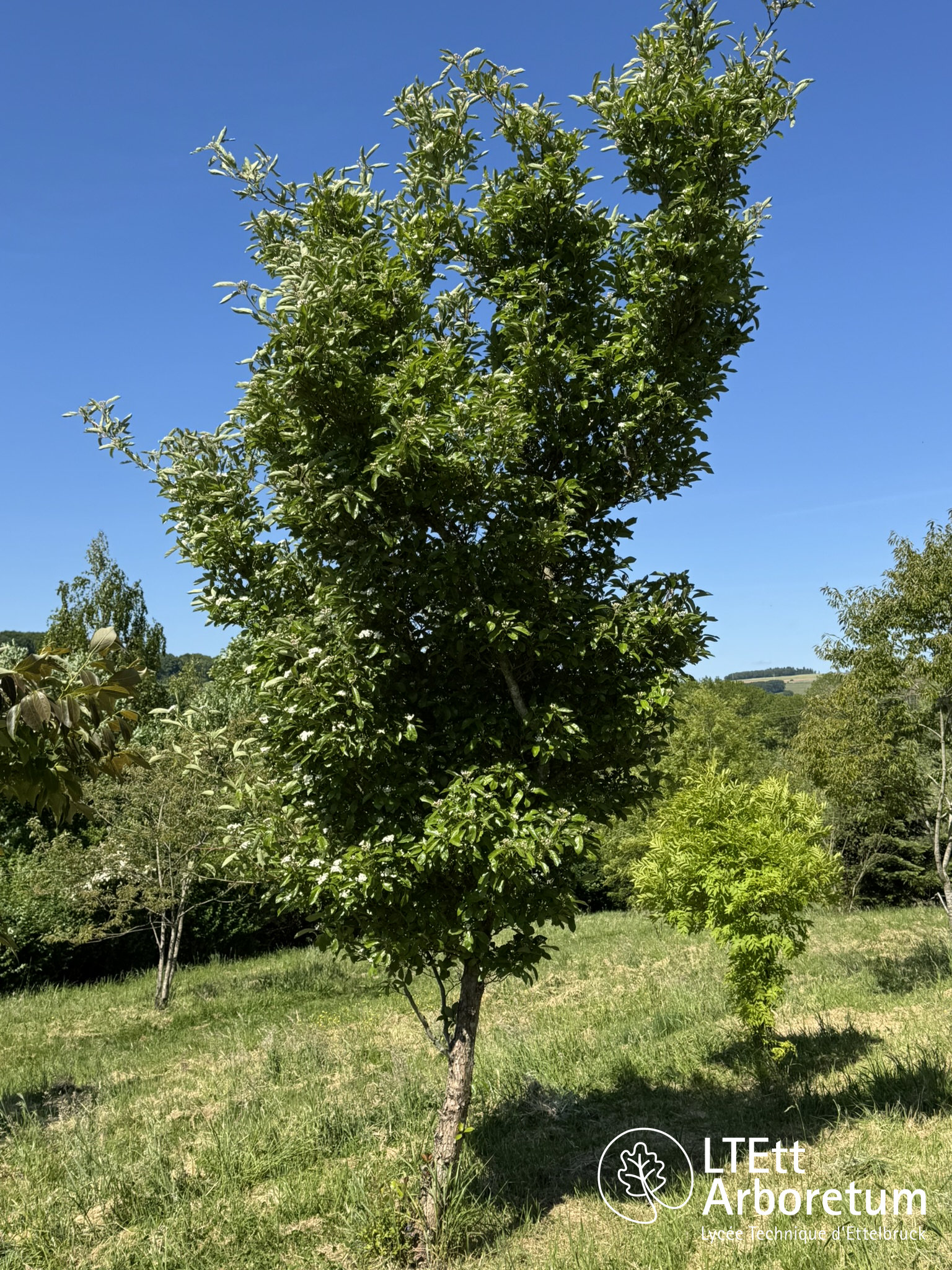 Crataegus x lavallei 250520 (9)_watermarked