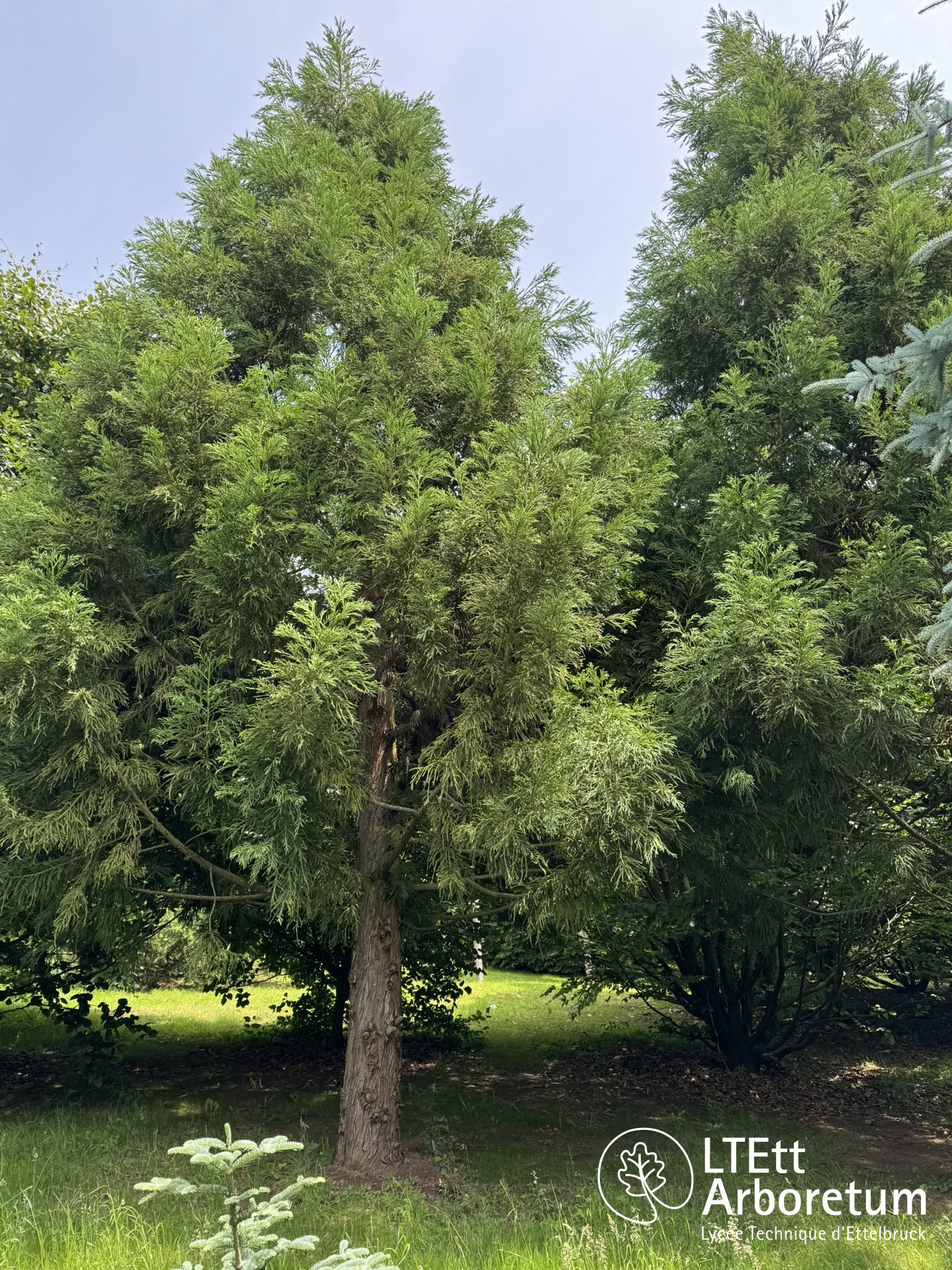 Cryptomeria japonica 250610 (1)_watermarked