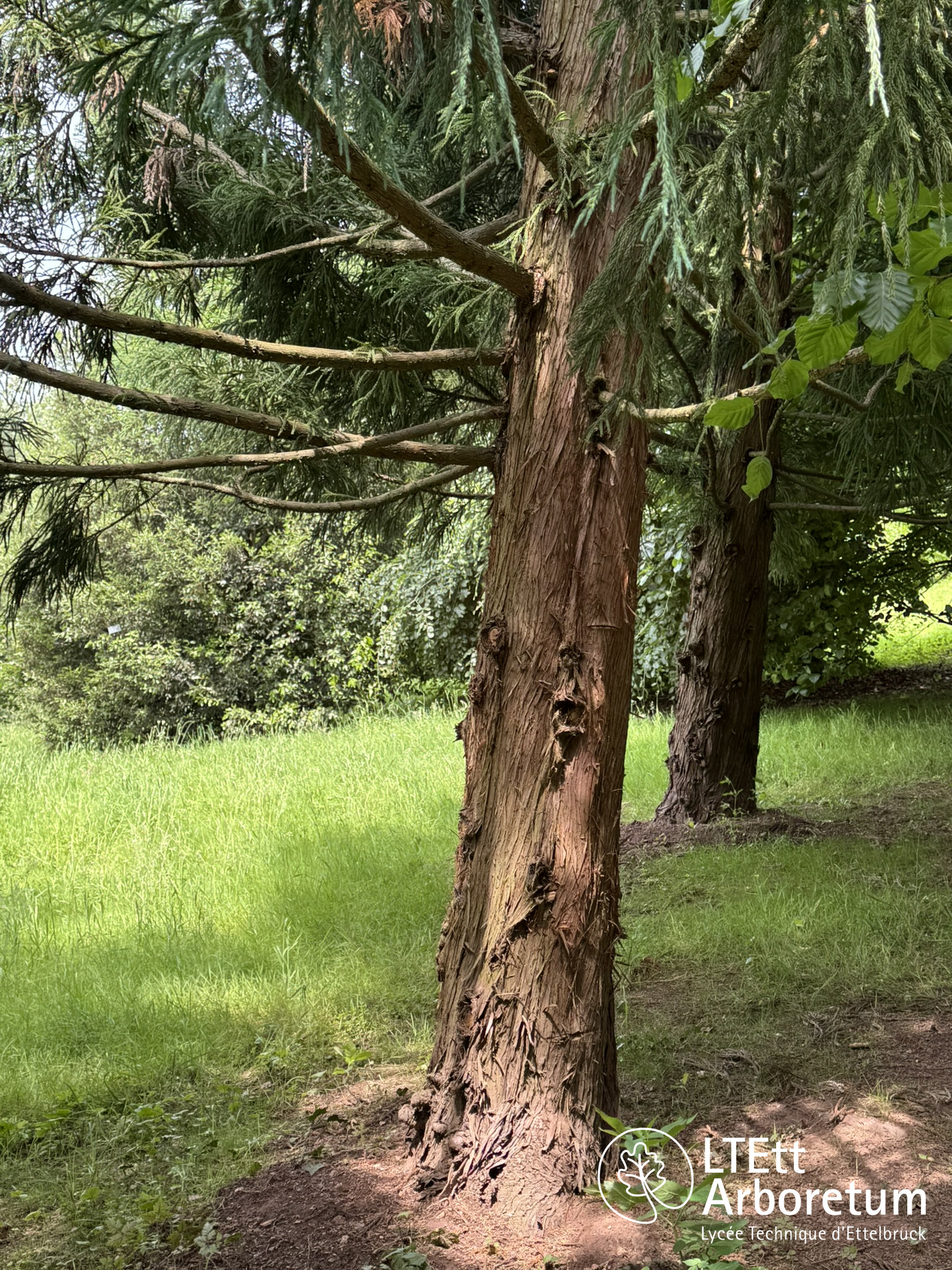 Cryptomeria japonica 250610 (2)_watermarked