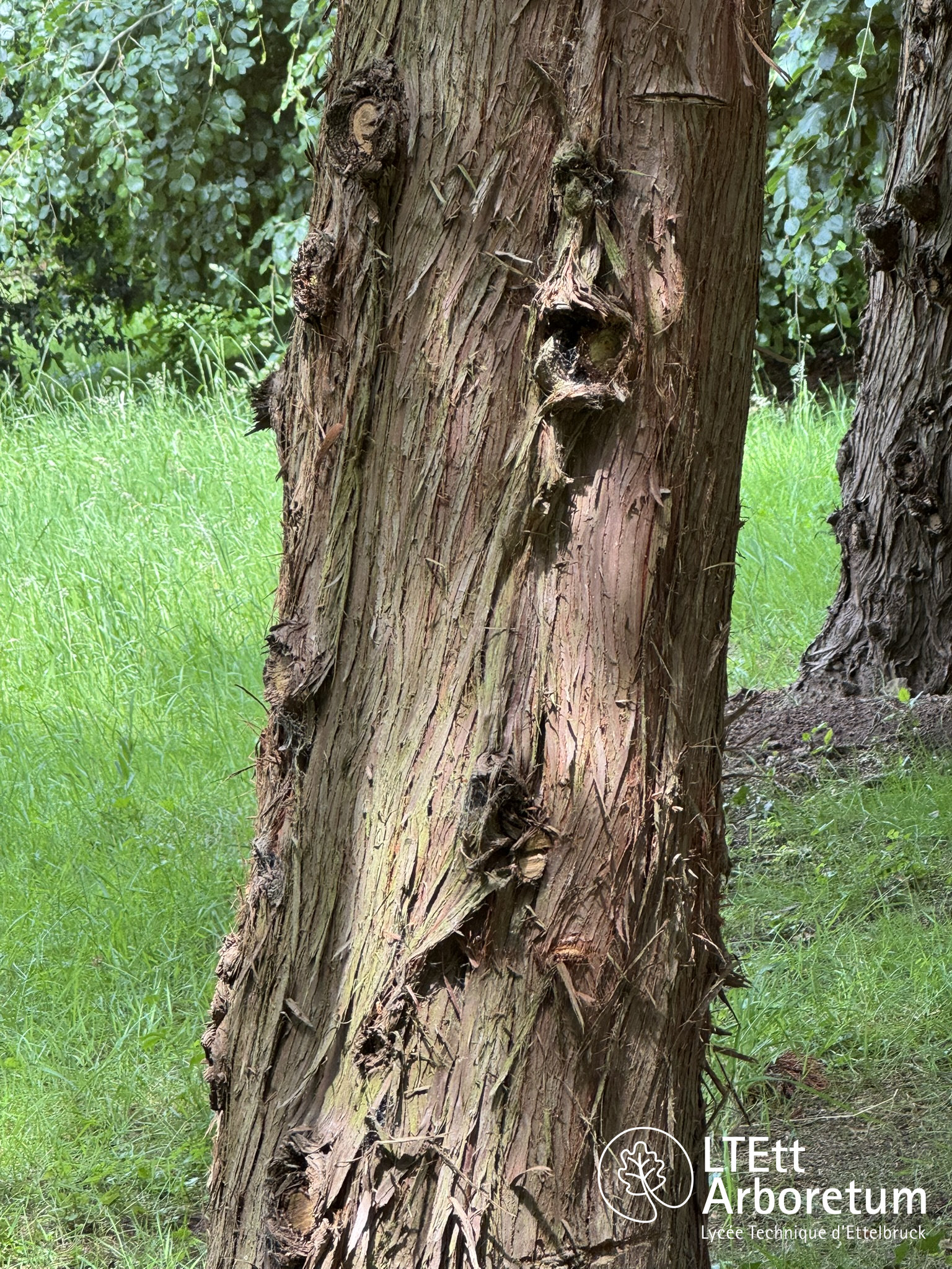 Cryptomeria japonica 250610 (3)_watermarked