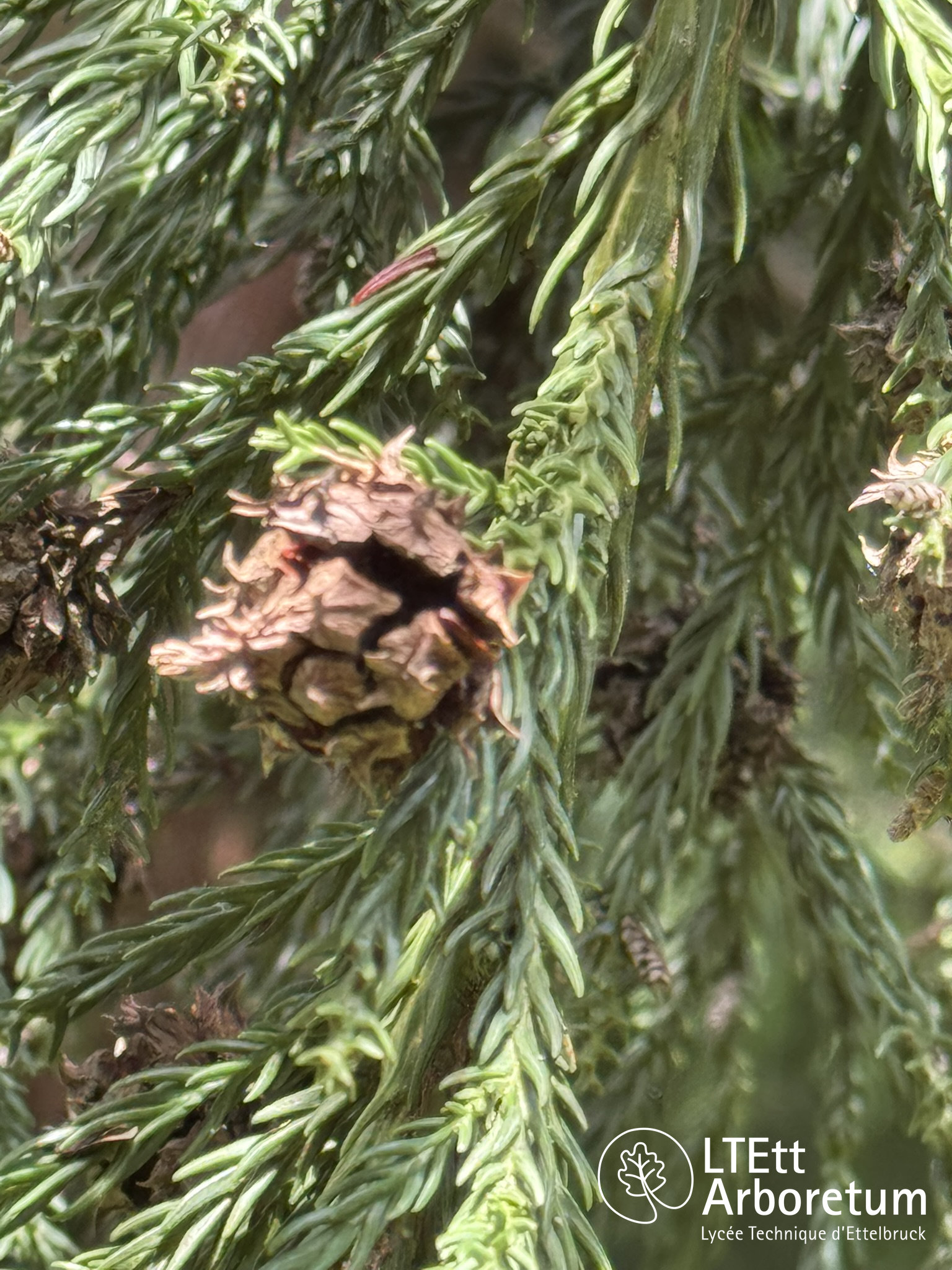Cryptomeria japonica 250610 (5)_watermarked