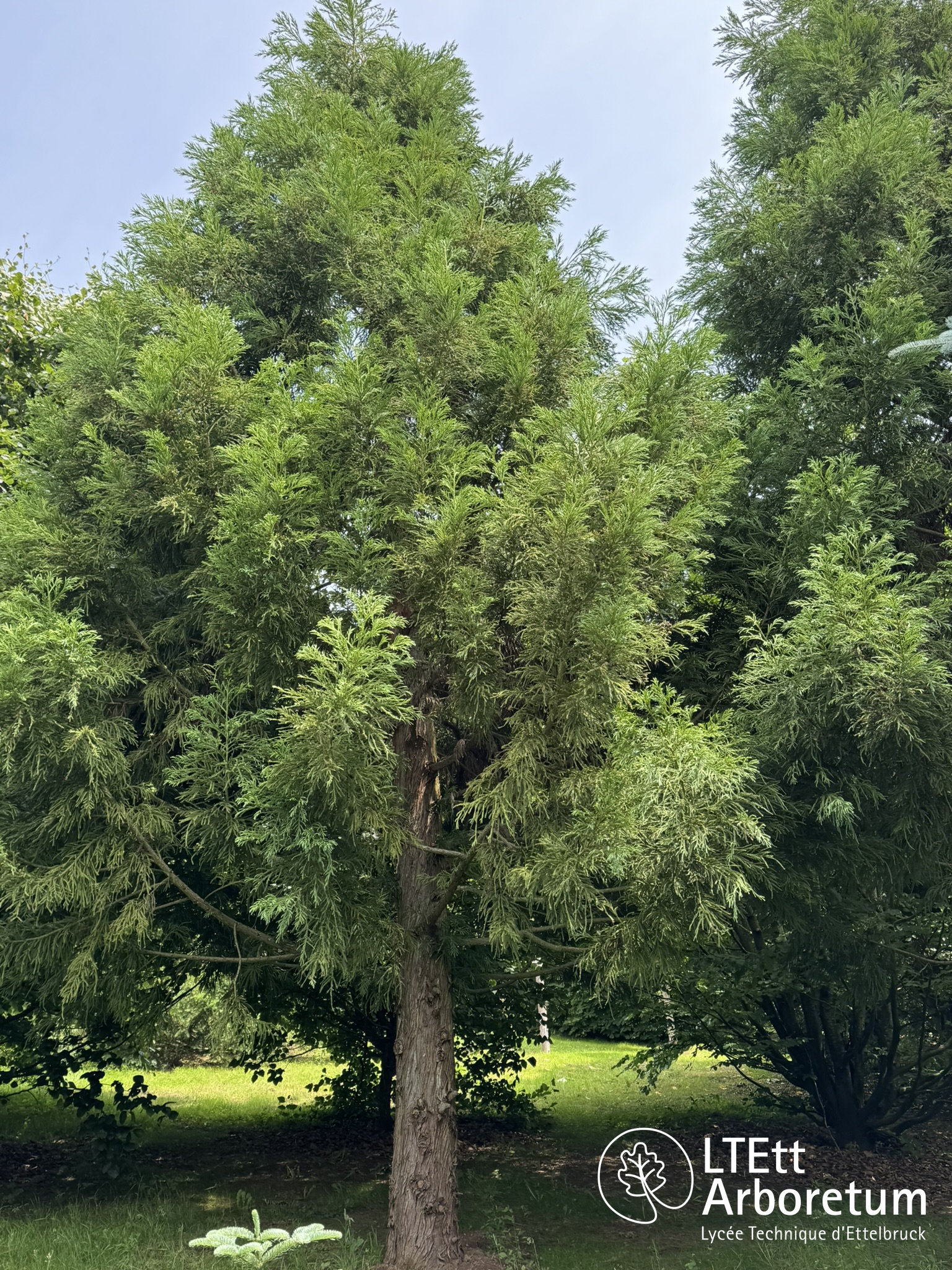 Cryptomeria japonica 250610 (8)_watermarked