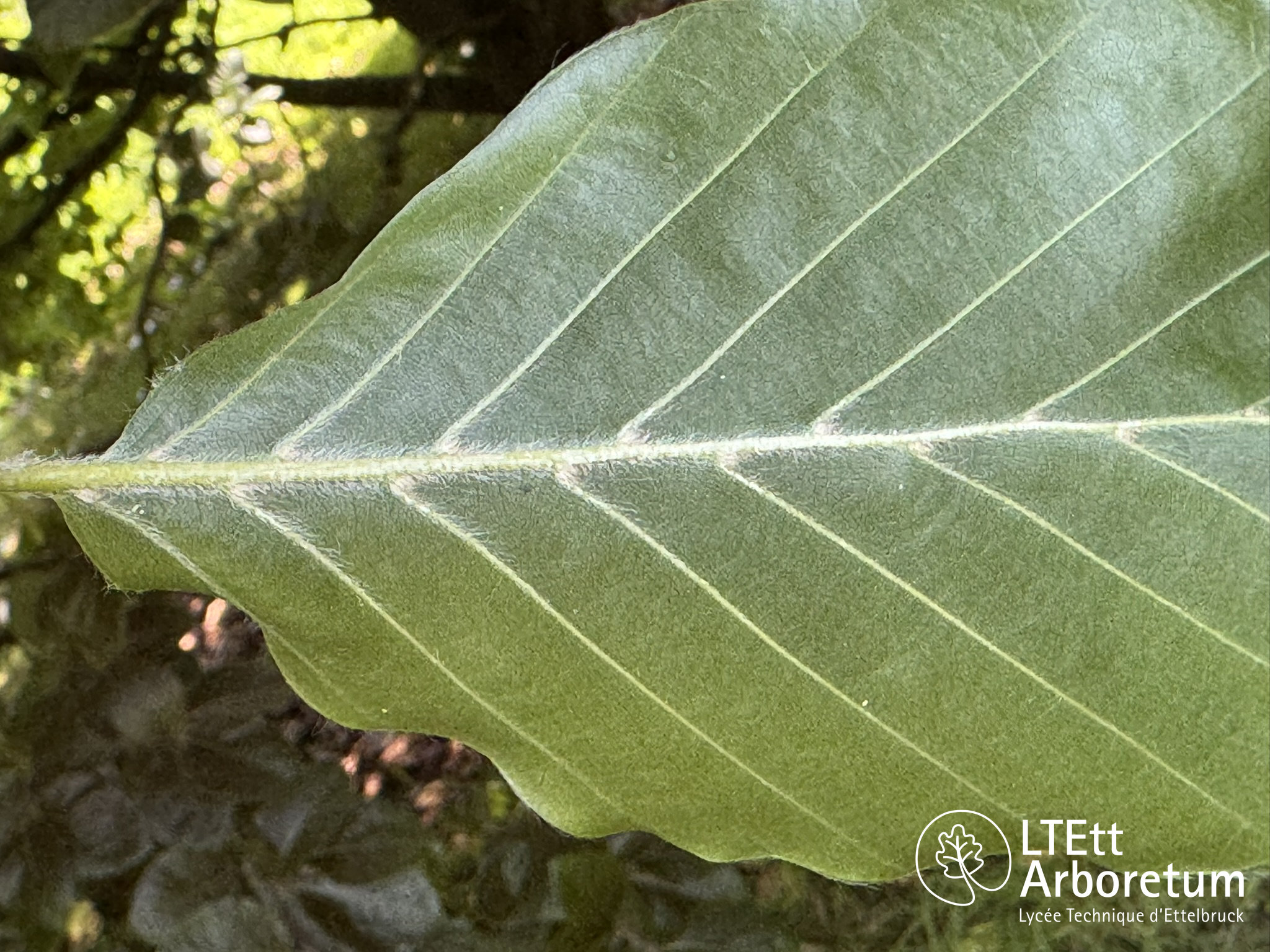 Fagus orientalis PRINCE GEORGE OF CRETE 250618 (1)_watermarked